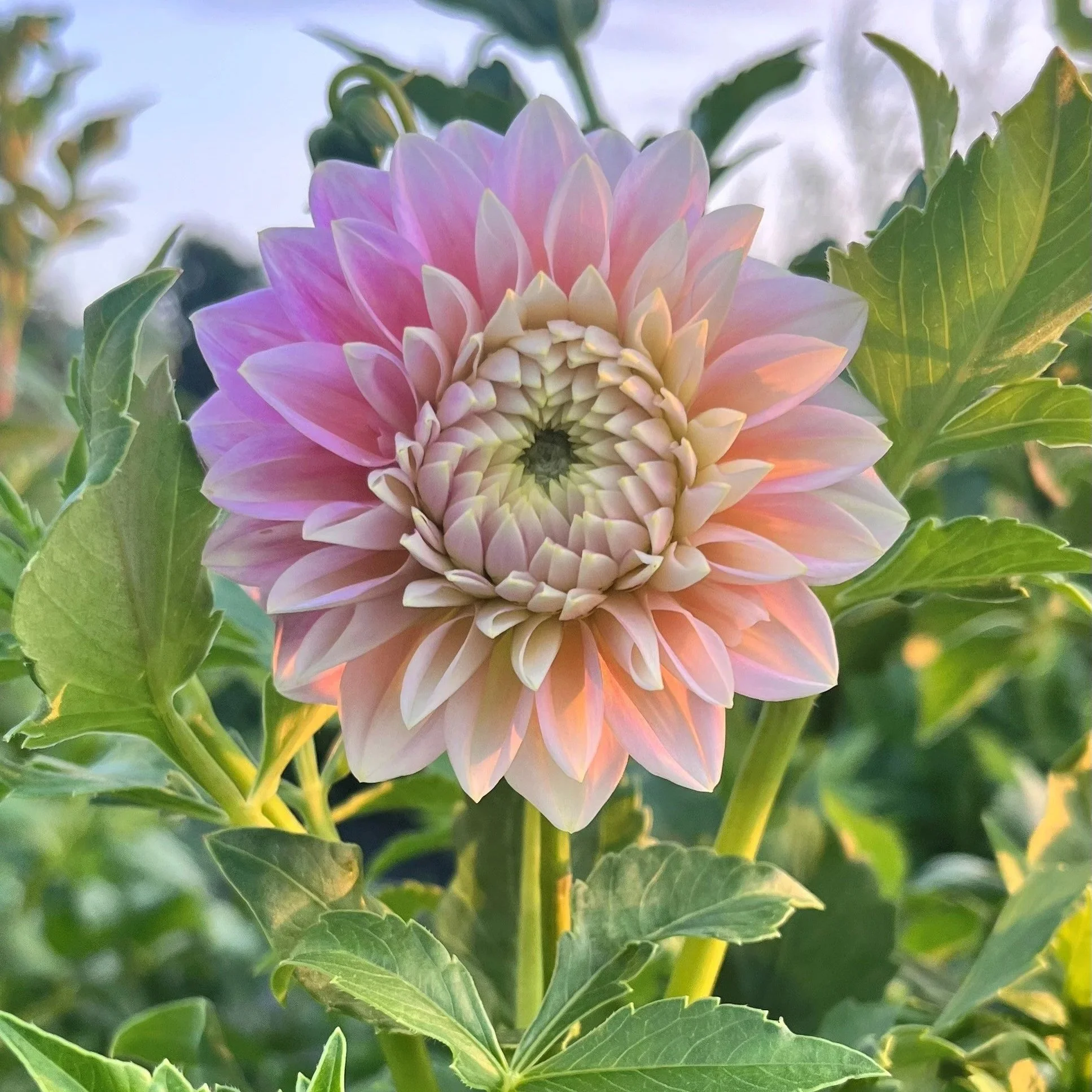 Sugartown Sunrise Dahlia