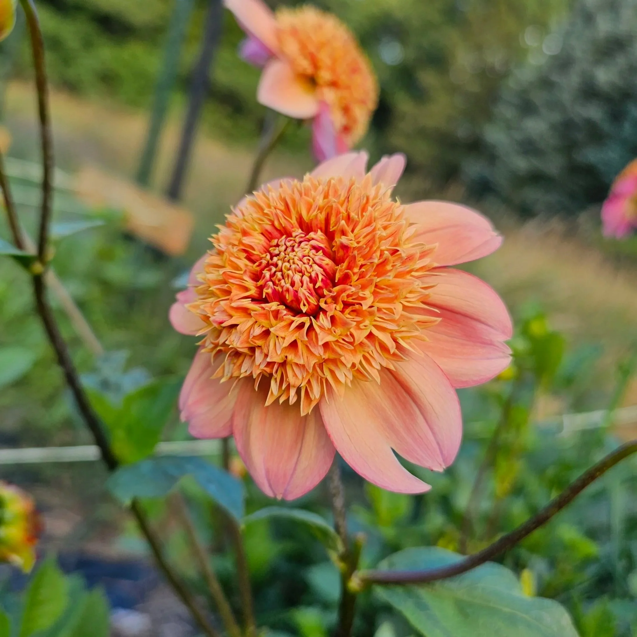 Sandia Brocade Dahlia