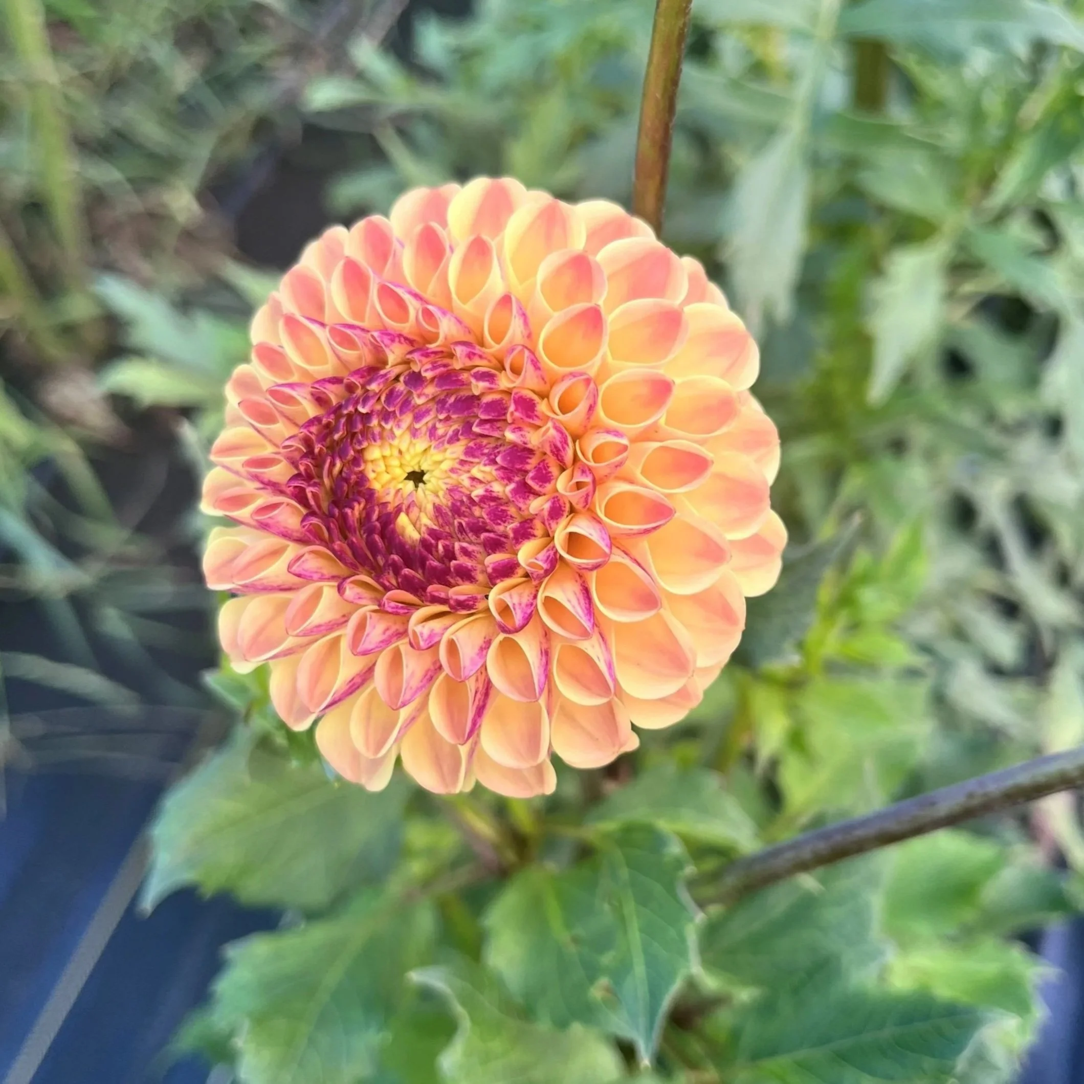 Ferncliff Spice Dahlia