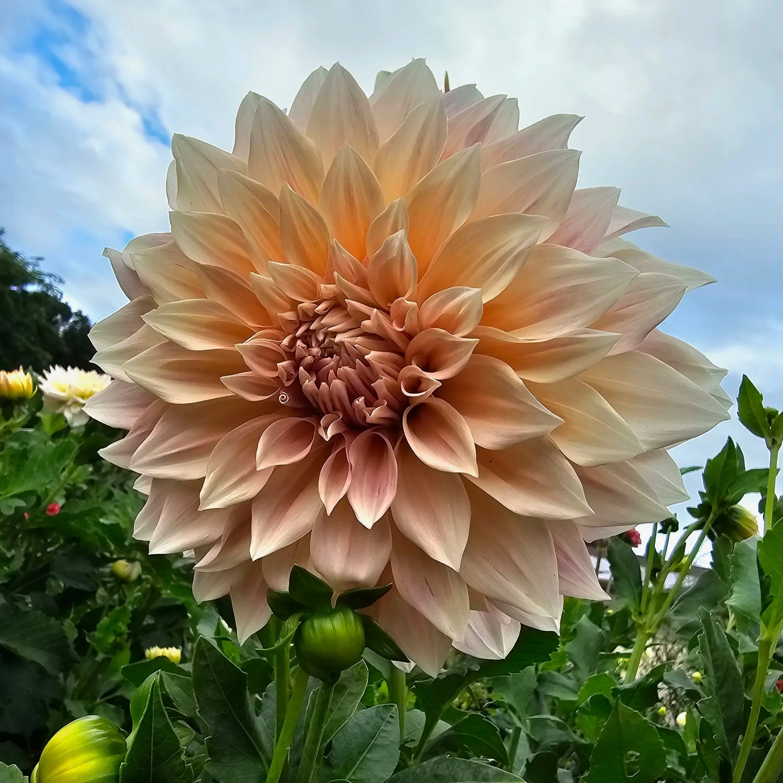 Cafe Au Lait Dahlia