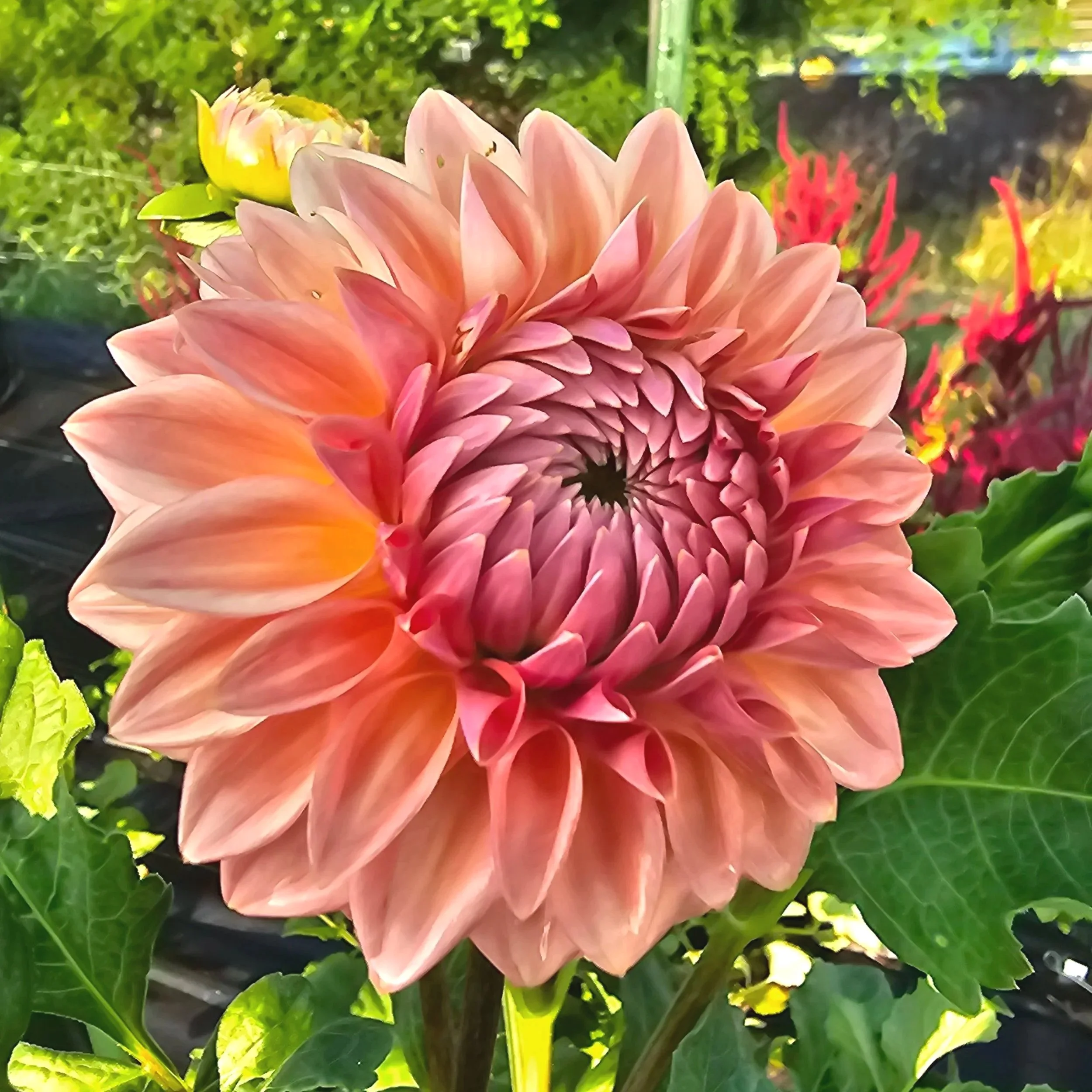 Bloomquist Alan Dahlia