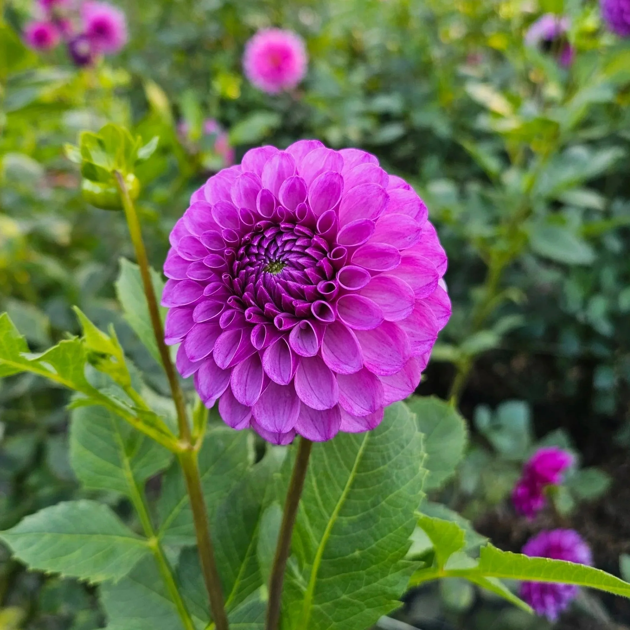 Robann Royal Dahlia