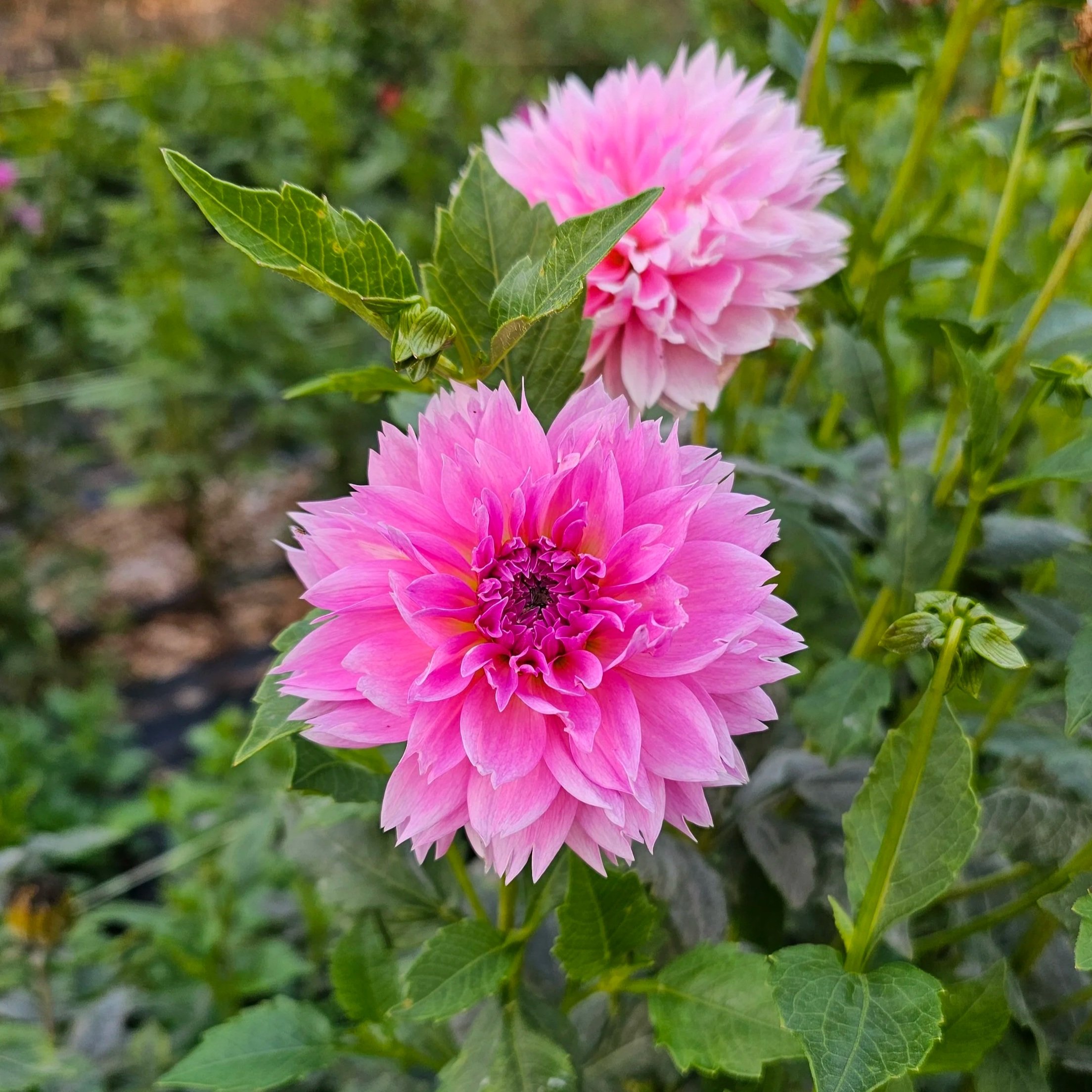 Lee's Dragon Fruit Fizz Dahlia
