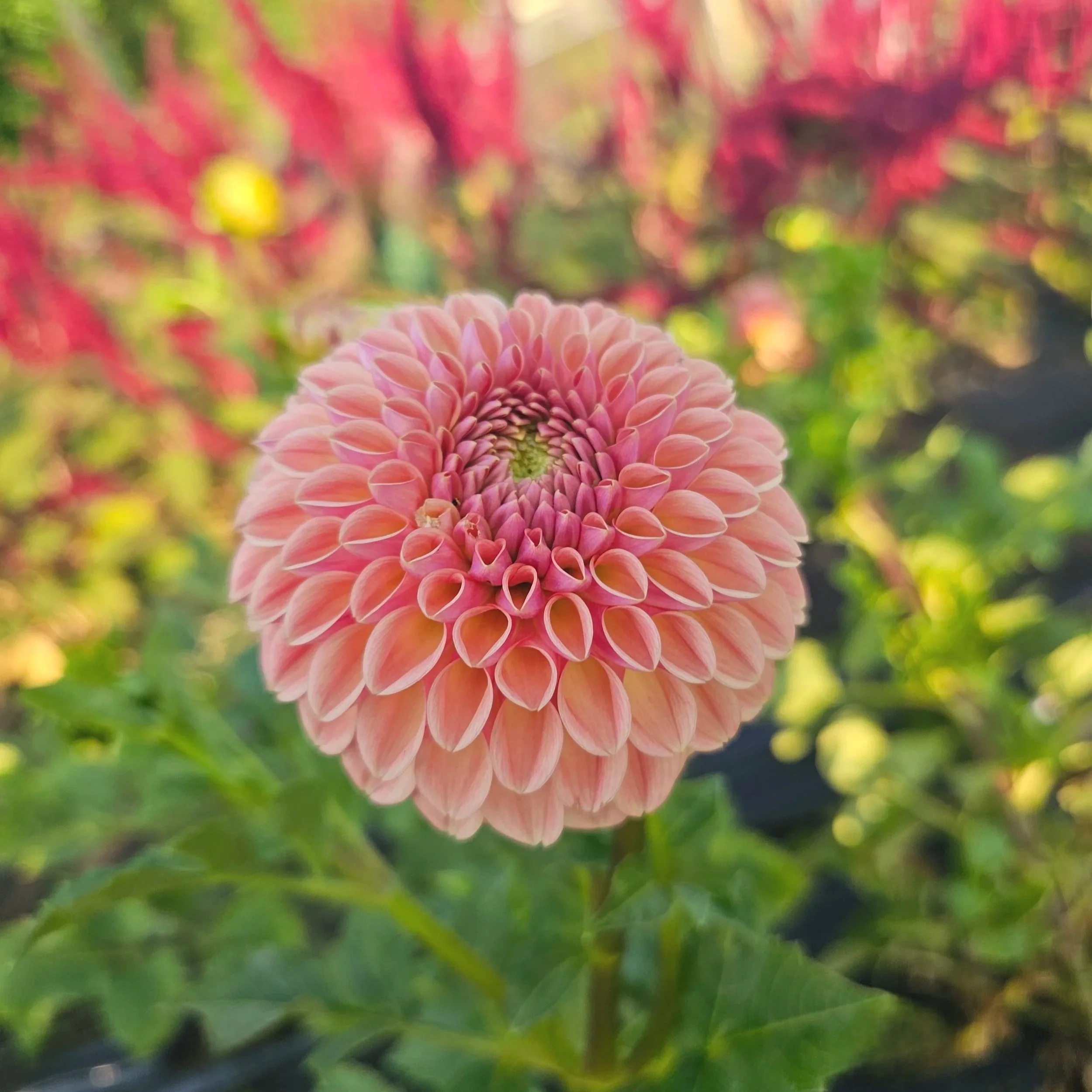 Valley Tawny Dahlia