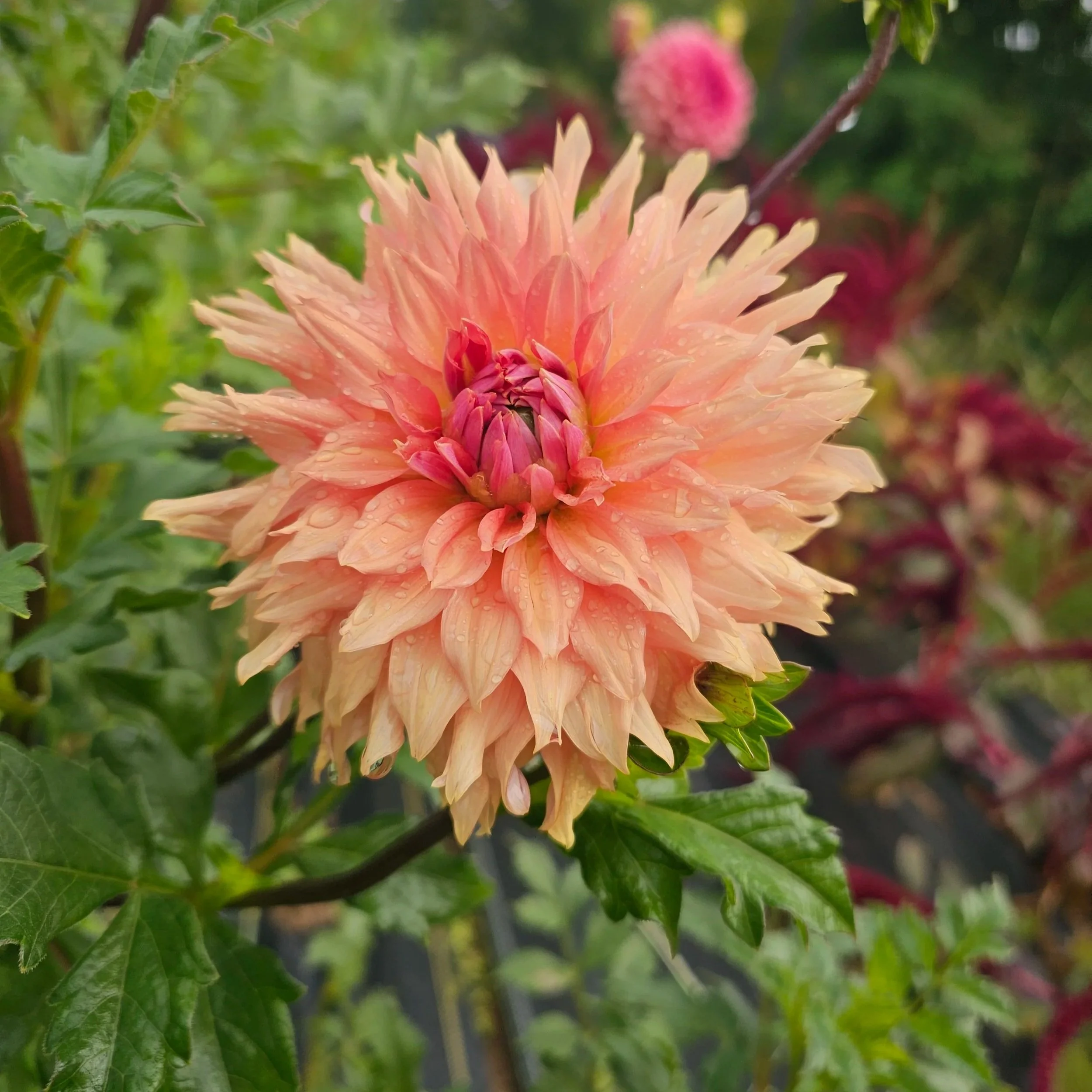 Terracotta Dahlia
