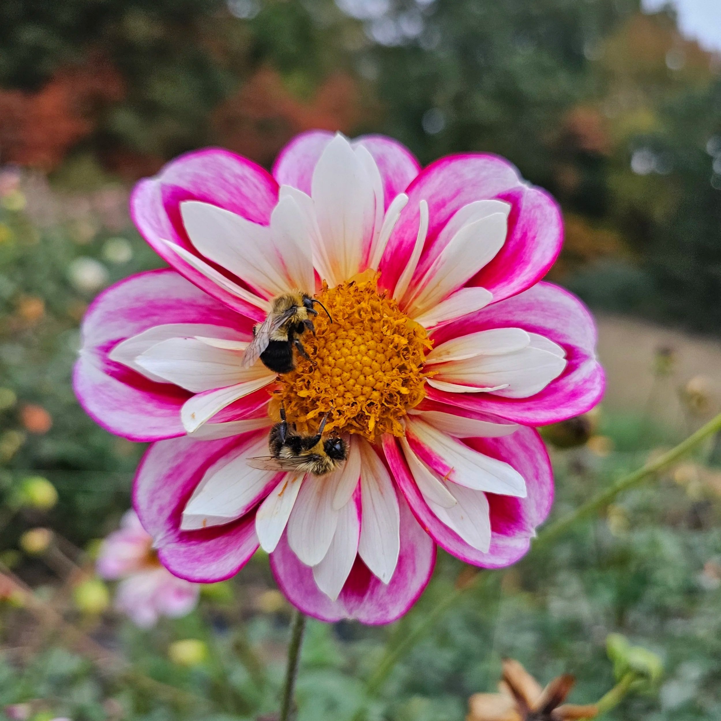 Bumble Rumble Dahlia