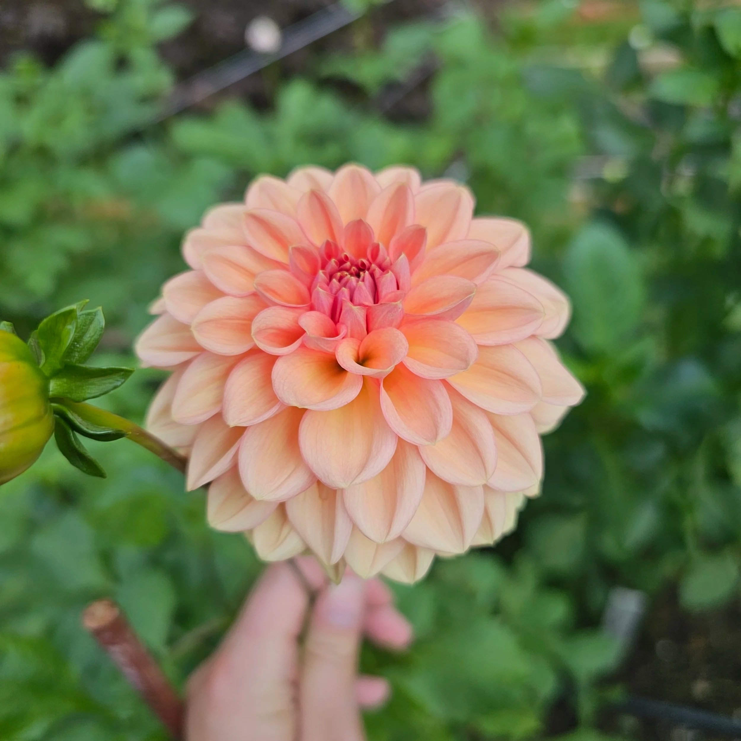 Lark's Ebbe Dahlia