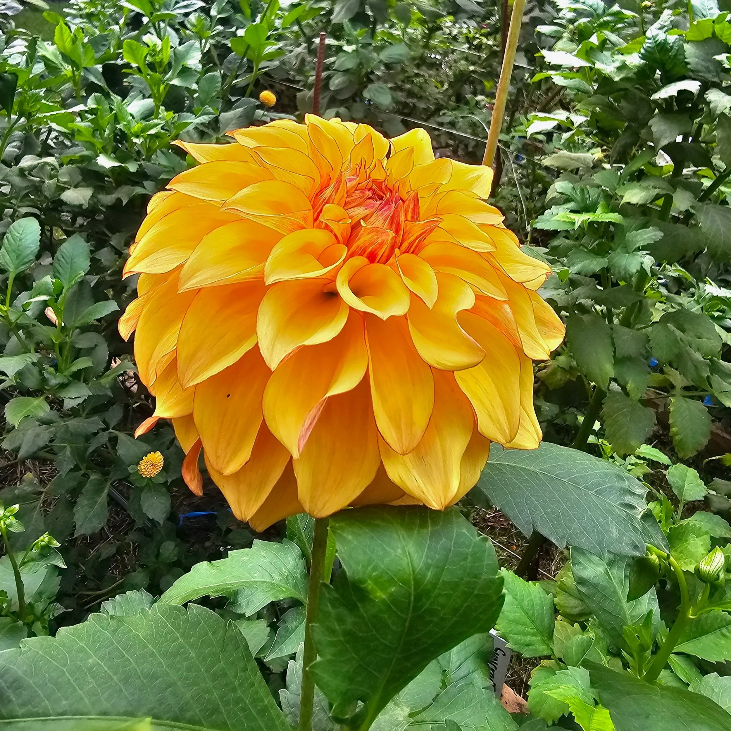 Bloomquist Globe Dahlia