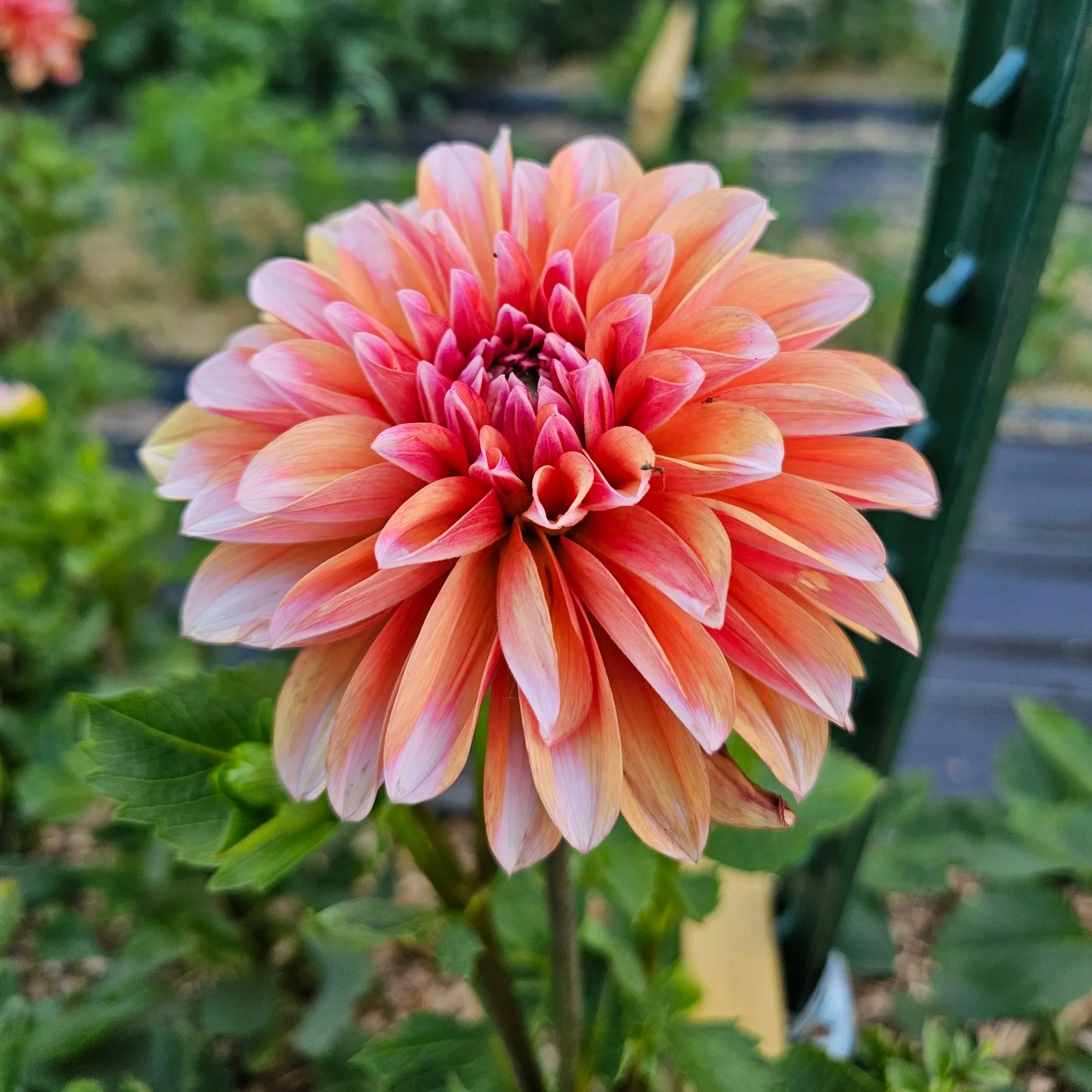 Robann Creamsicle Dahlia