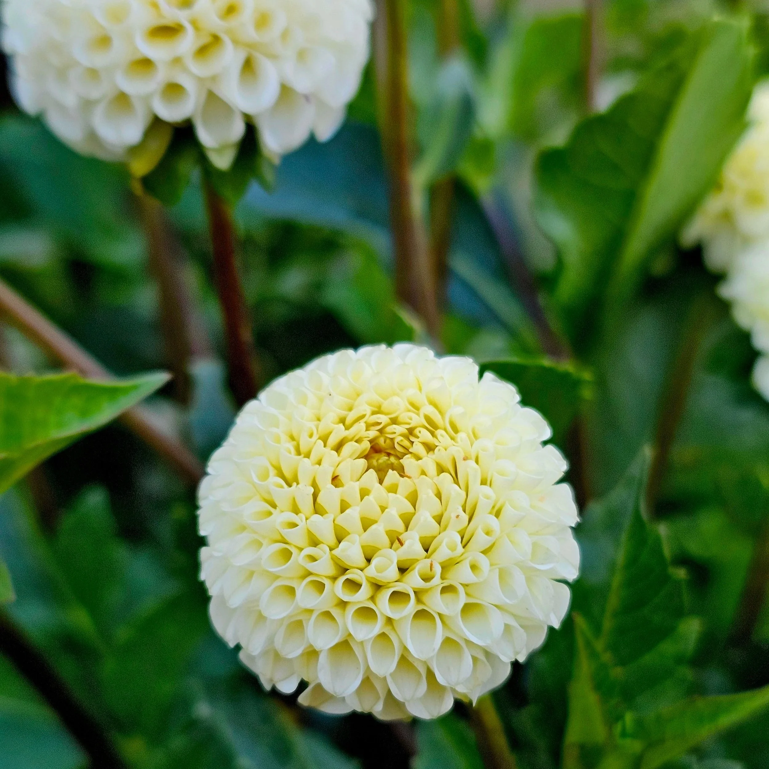Small World Dahlia