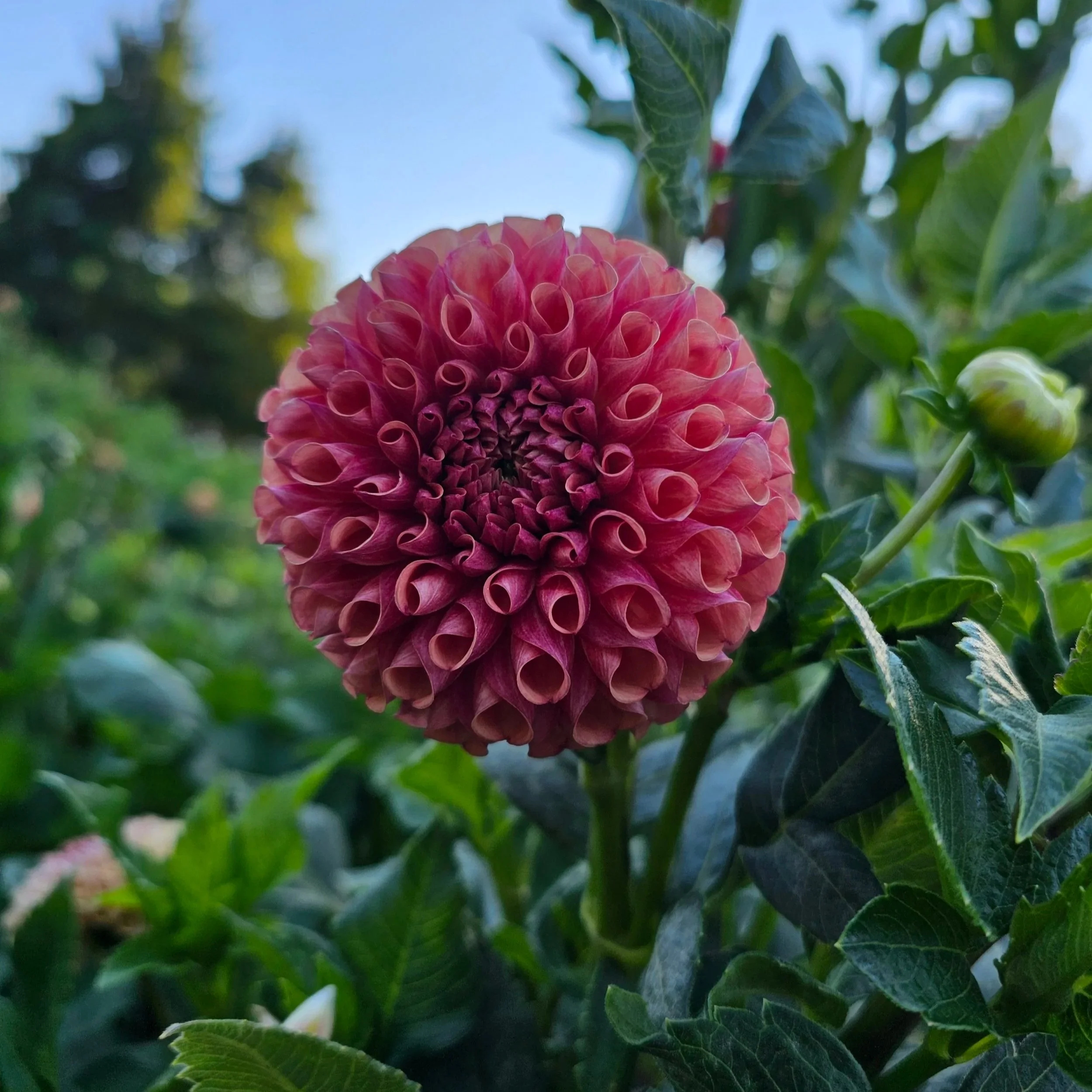 Burfoot Pasta Dahlia