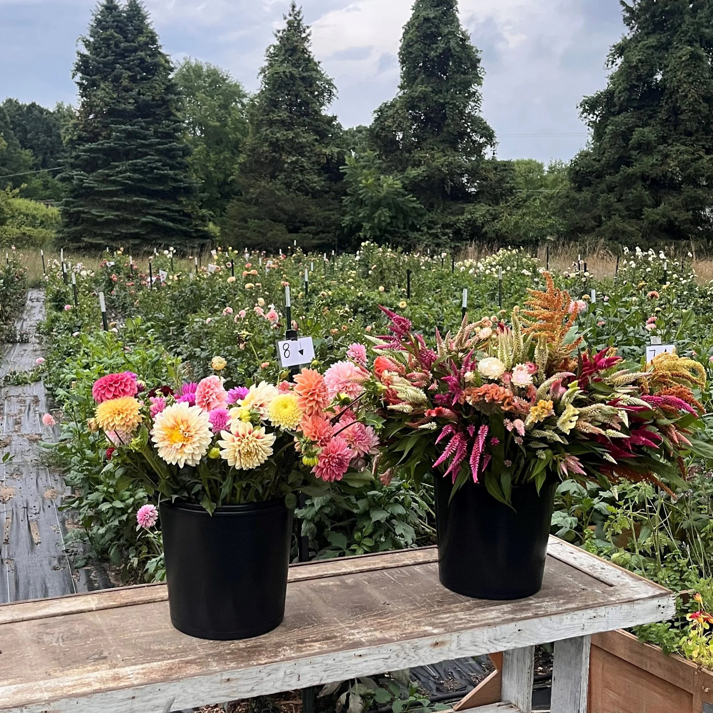 Buckets of fresh flowers in Rockford MI