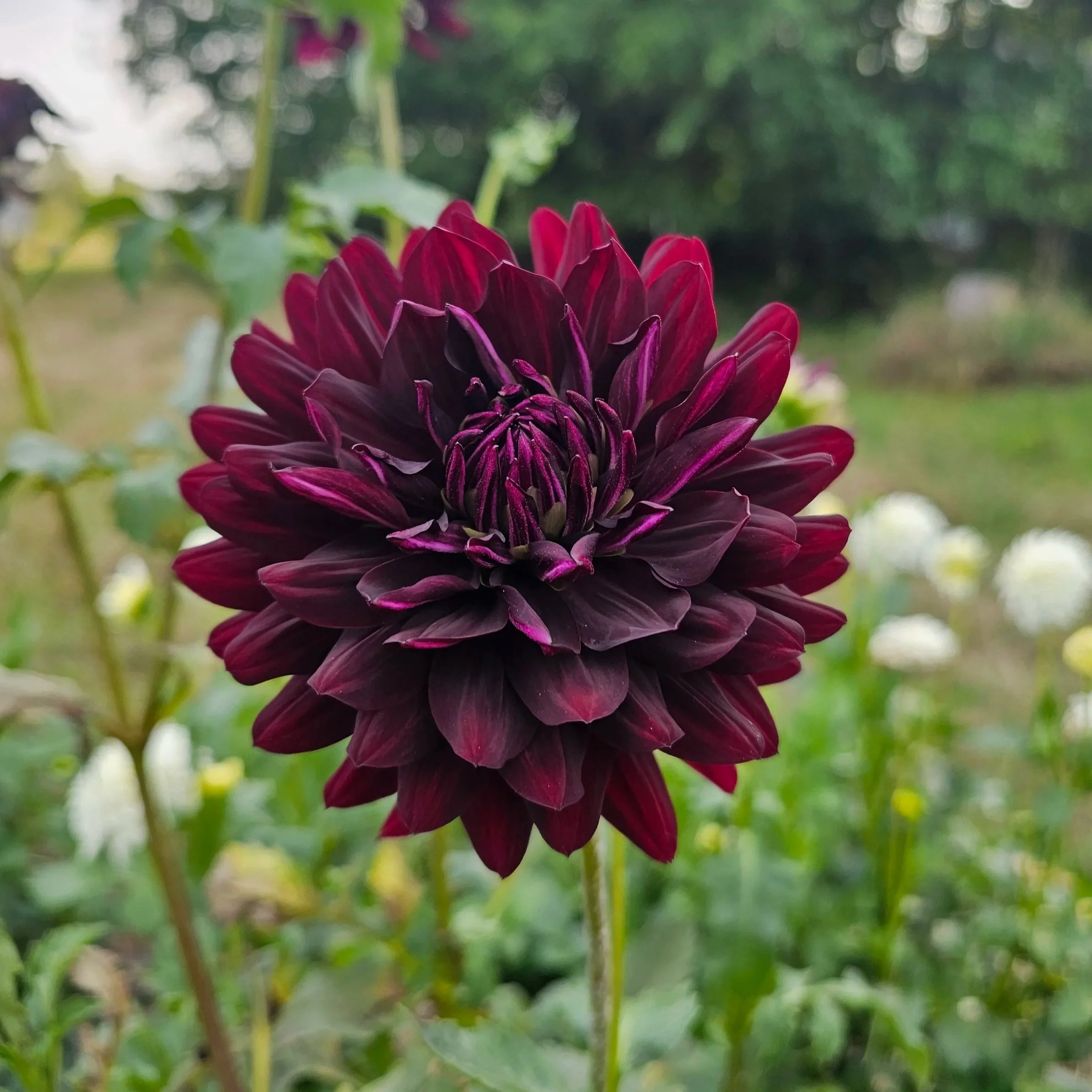 Hollyhill Black Beauty