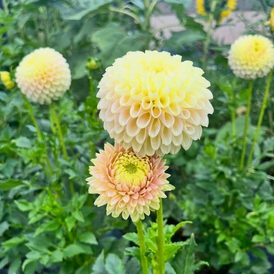 Skipley Moonglow Dahlia
