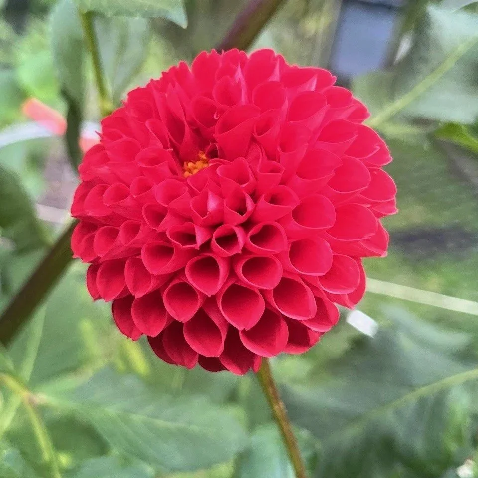 Irish Spice Dahlia