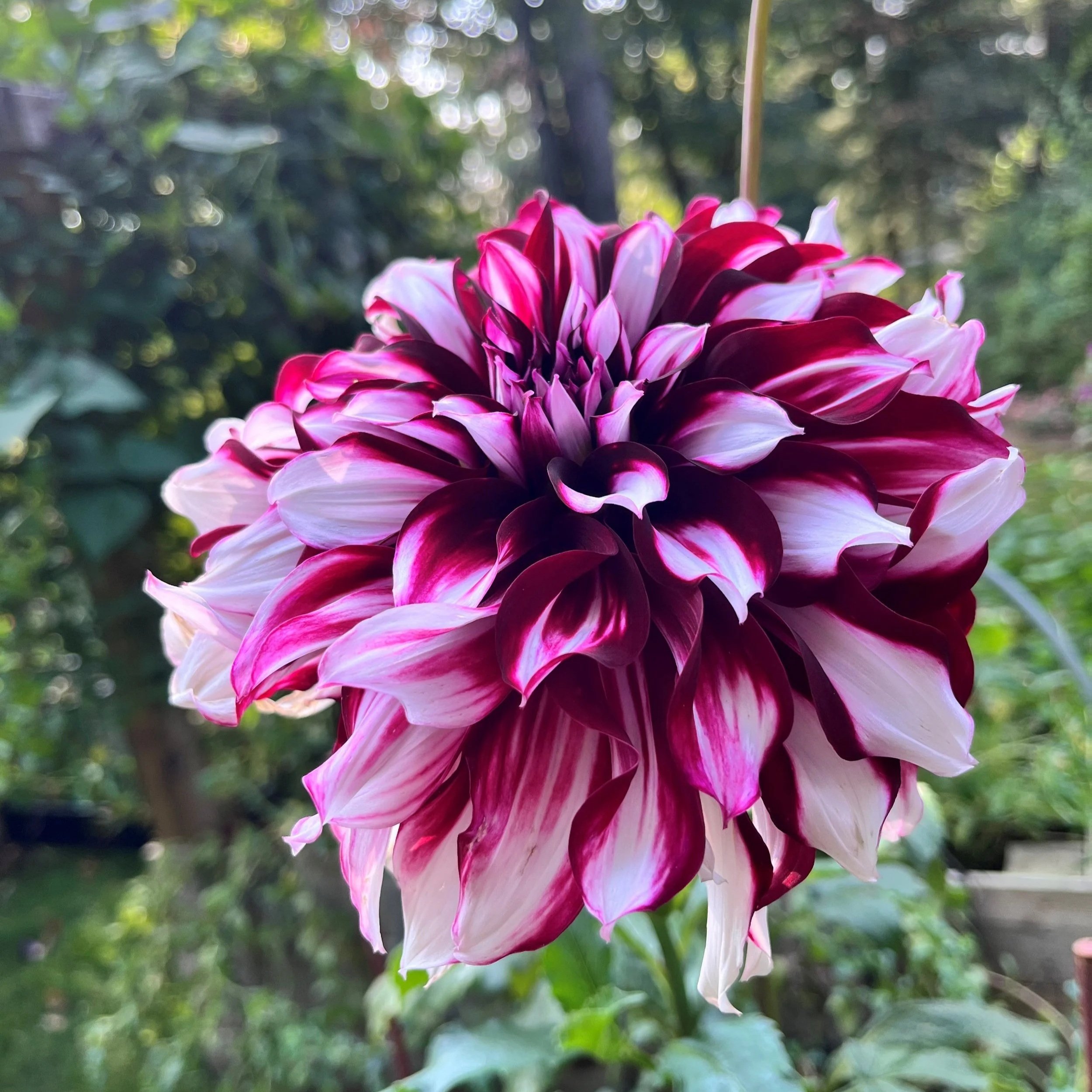 Tartan Dahlia