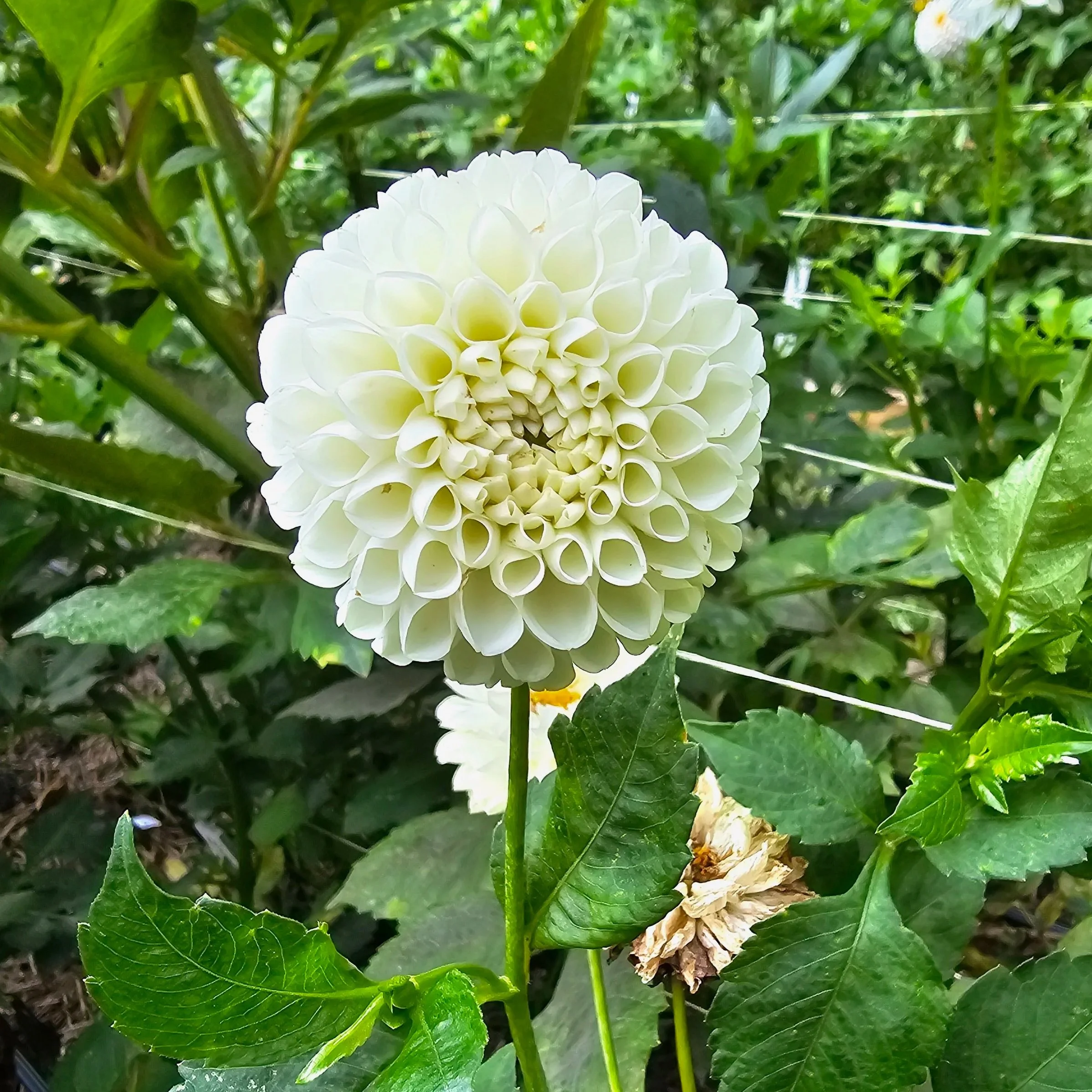 Danum Cupid Dahlia