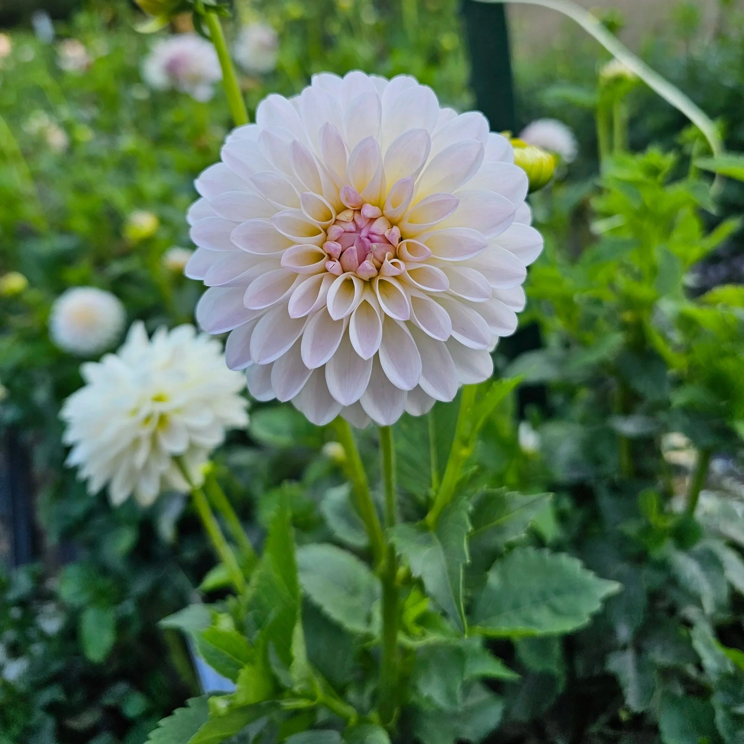 Tahoma Stellar Feller Dahlia
