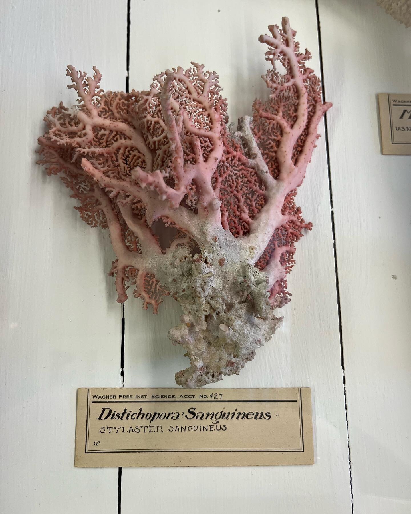Some super cool (and old) coral specimens found at the Wagner Free Institute of Science today!