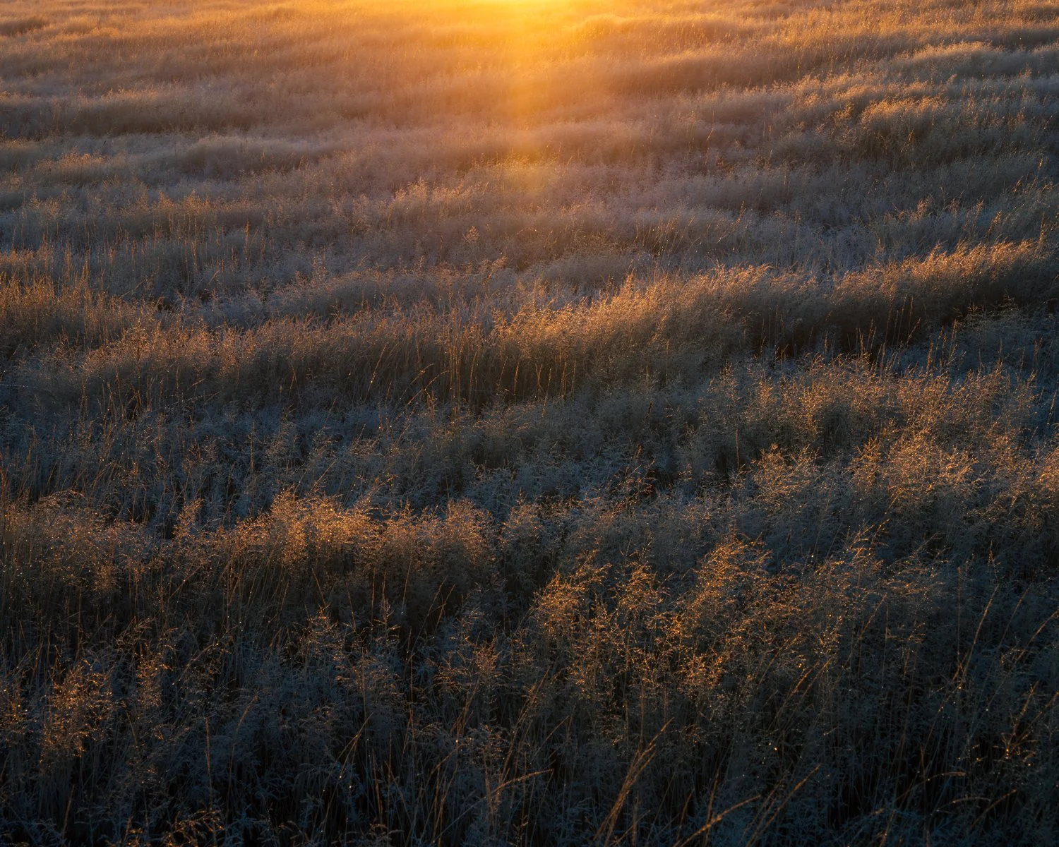 _DSC7170-1.jpg