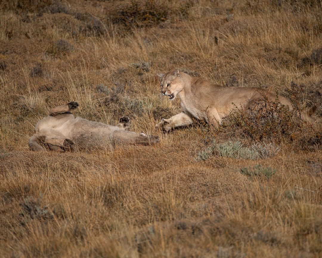 Patagonia - Wildlife