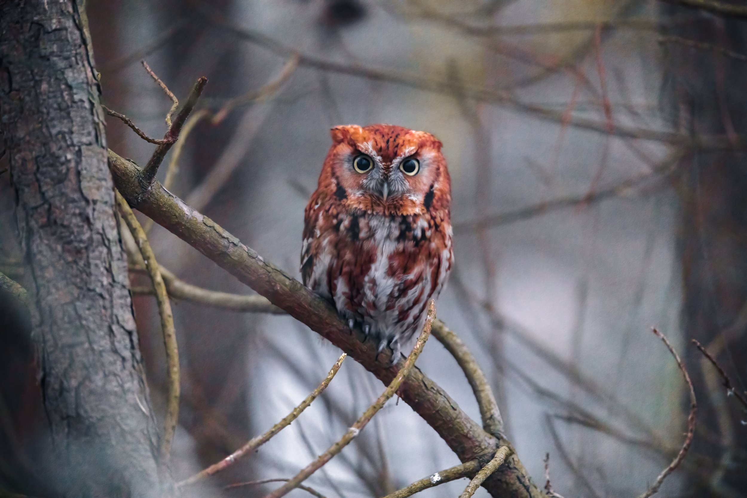 240126-RED MORPH-NRB-1236-Edit-Edit.jpg