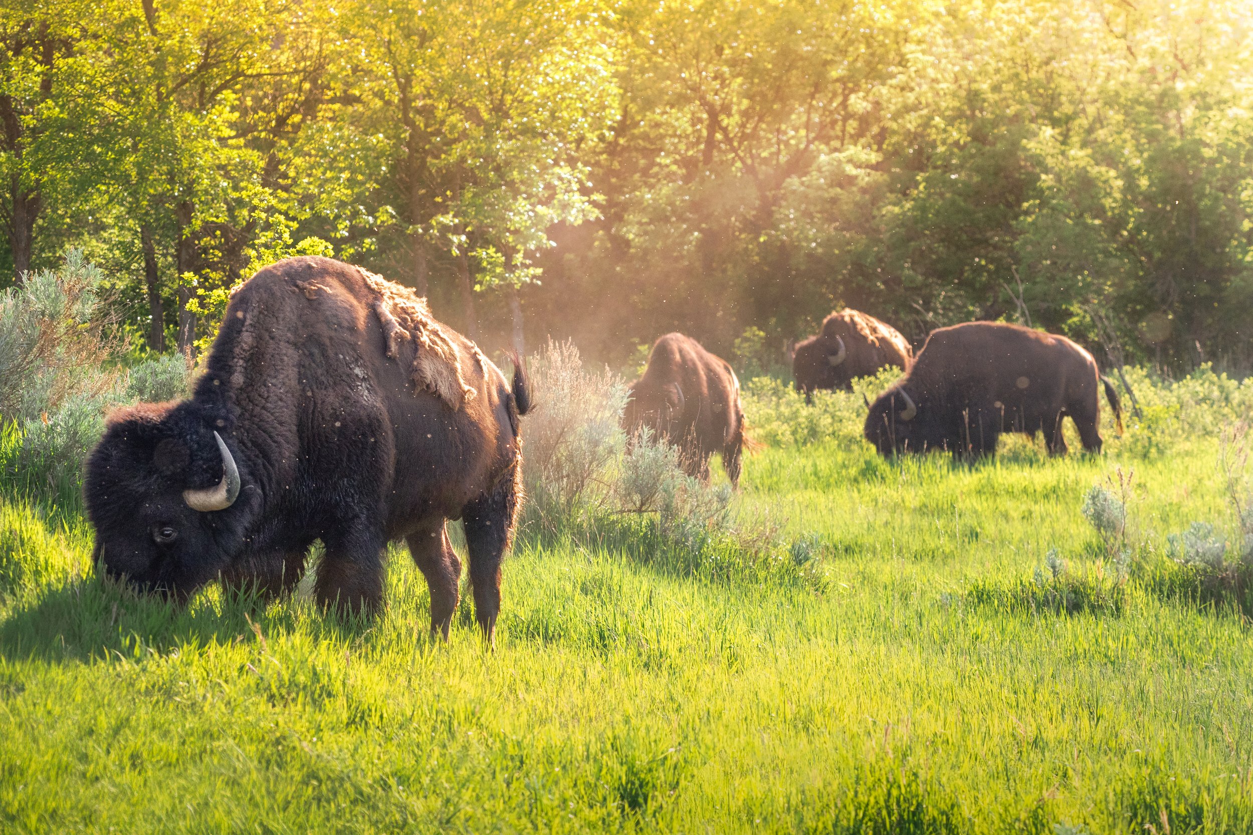 240601-THEODORE ROOSEVELT NP-1028-Edit.jpg
