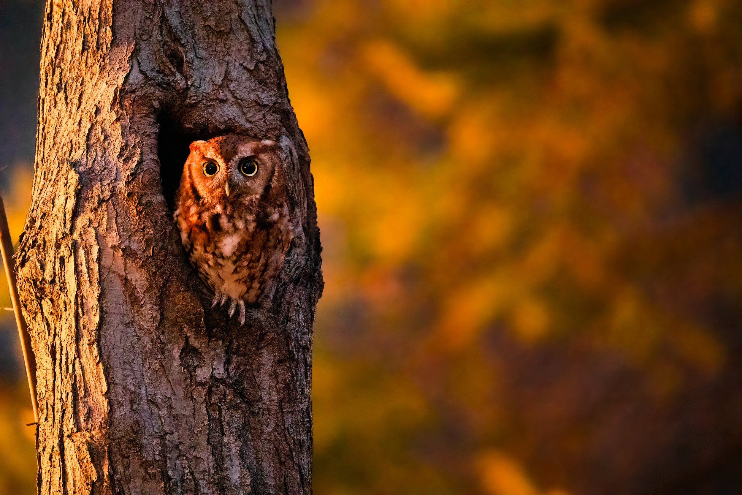 230512-REDMORPH-NRB-1050-Edit-Edit.jpg