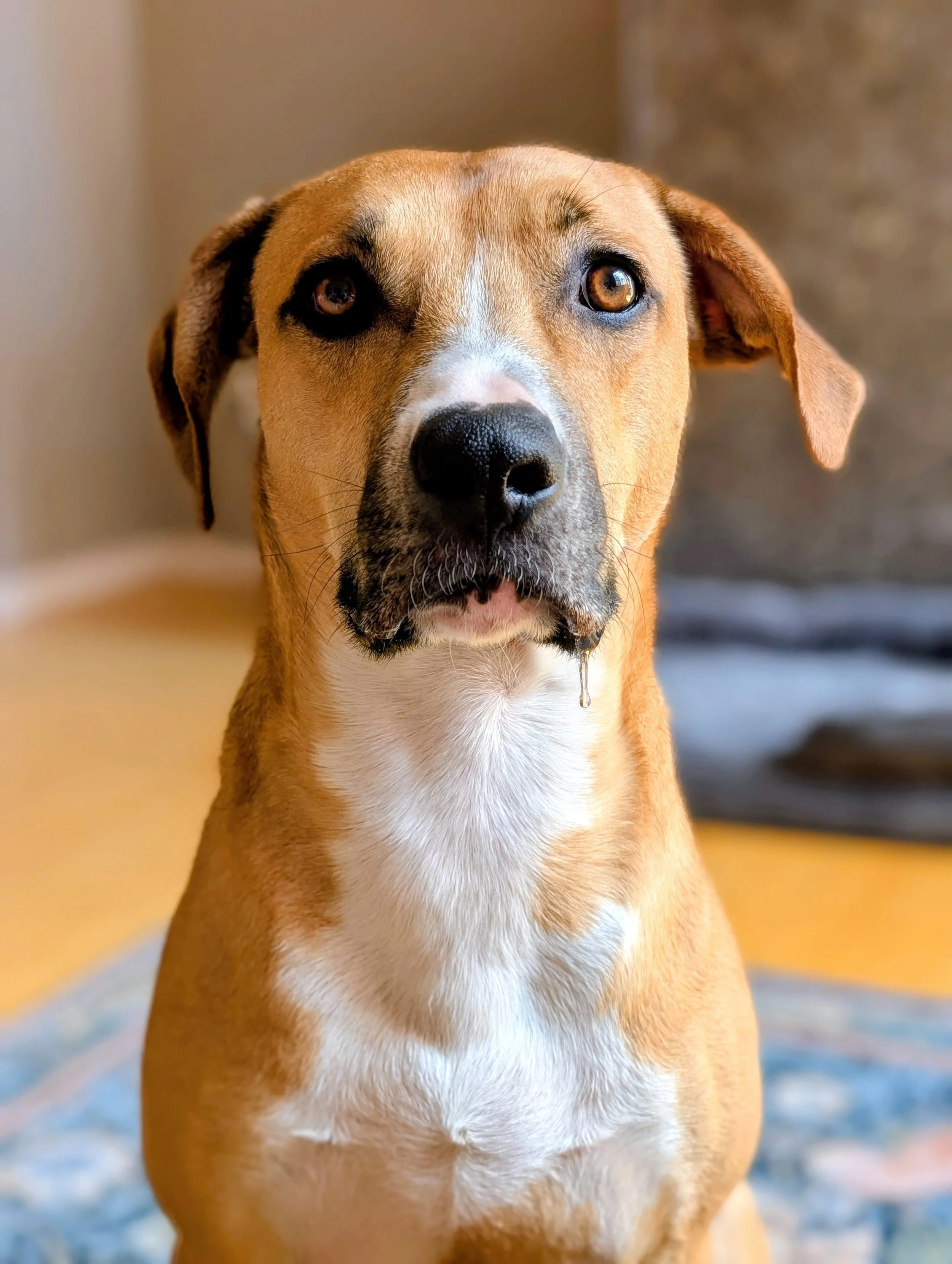 Caramel and white pitbull dog looking at camera while drooling