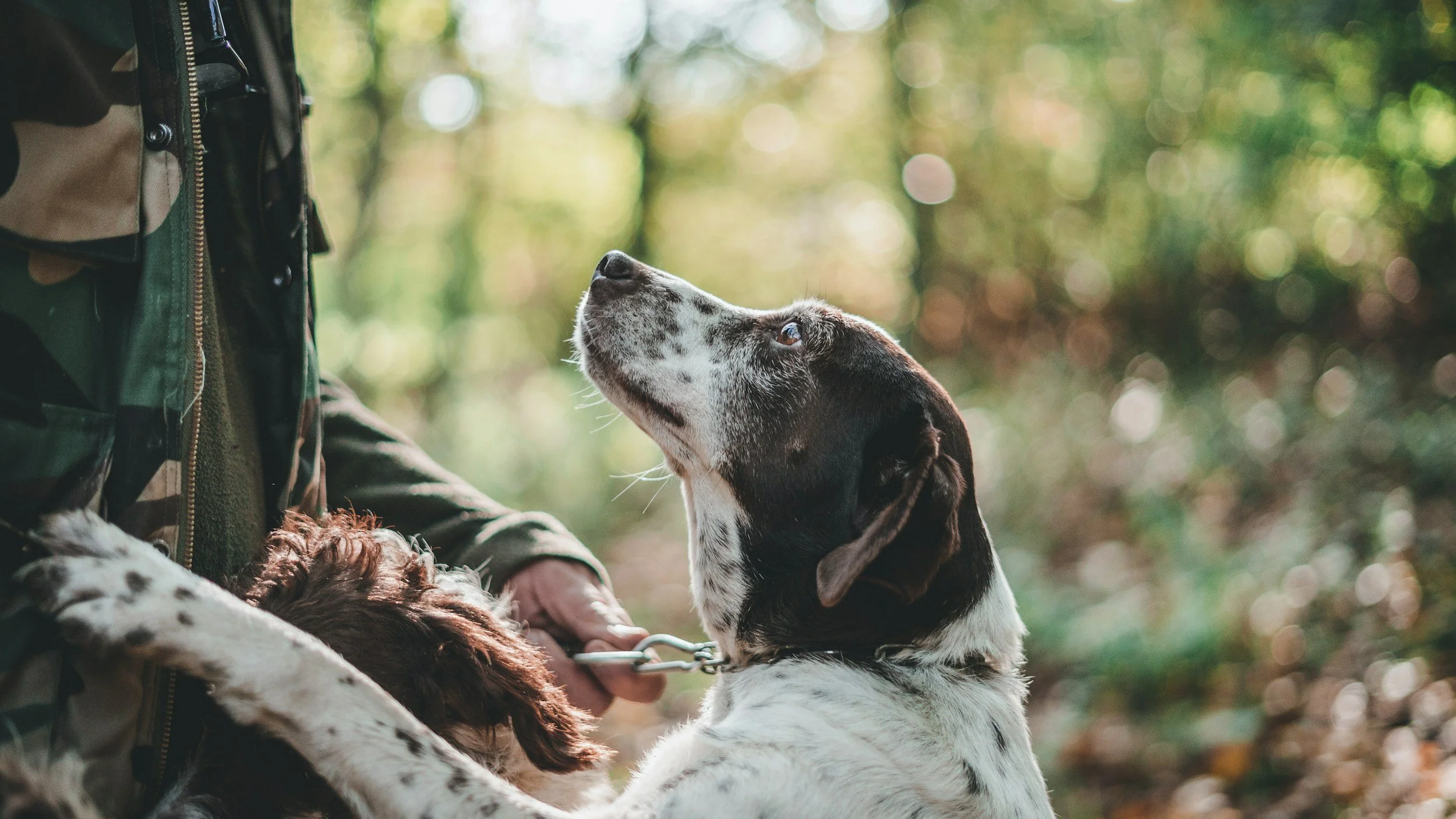 Truffle Hunting in Tuscany: Meet the Dogs Behind Italy’s Most Prized Delicacy