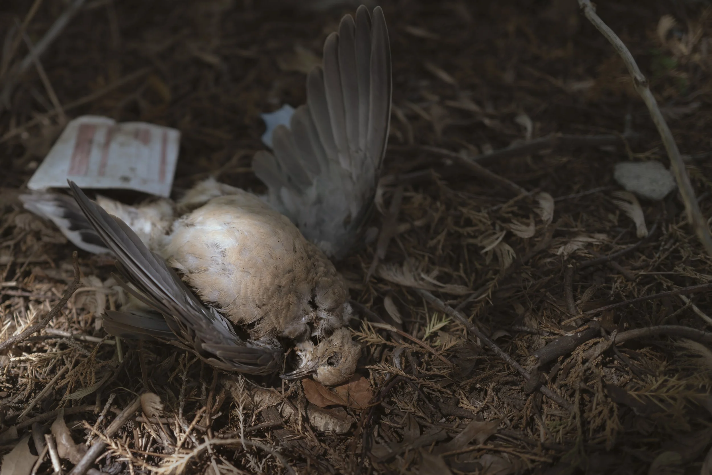 Dove, 2026.