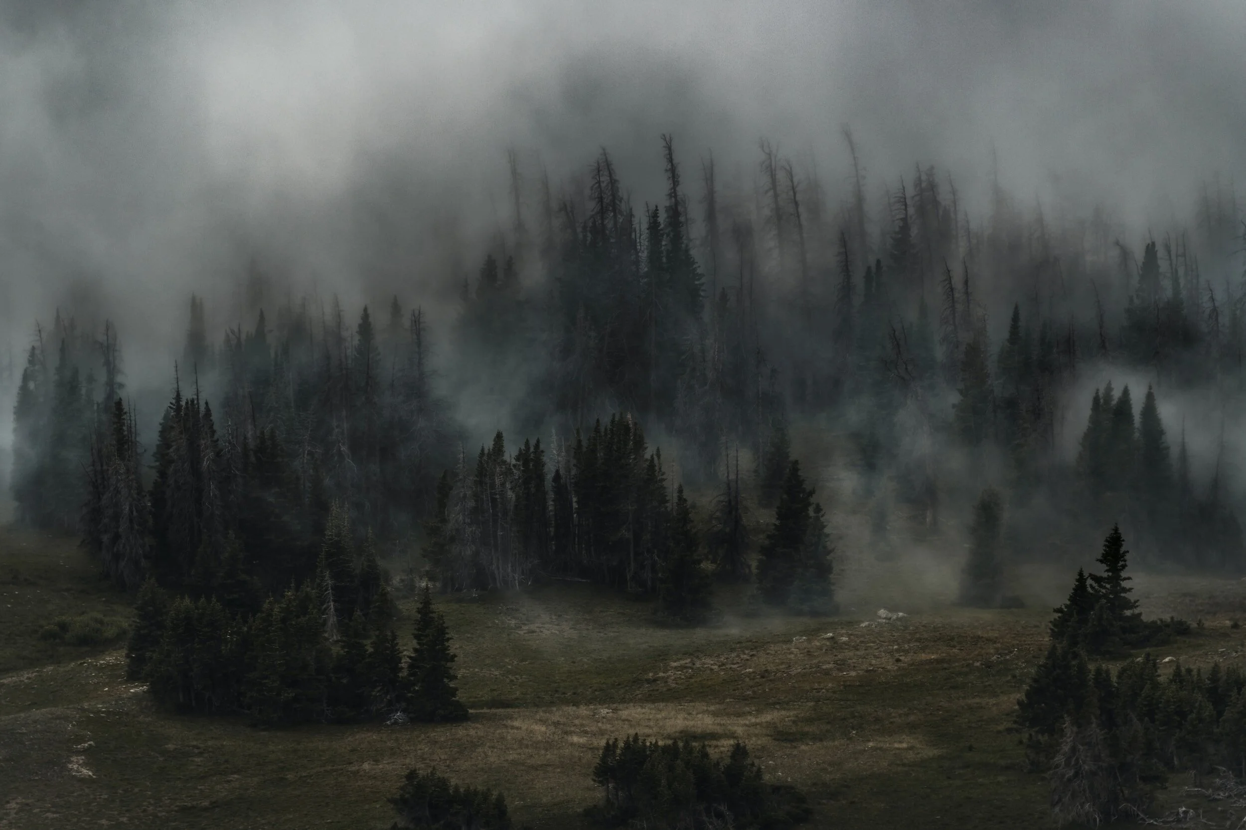Foggy forest with pine trees on a misty hillside