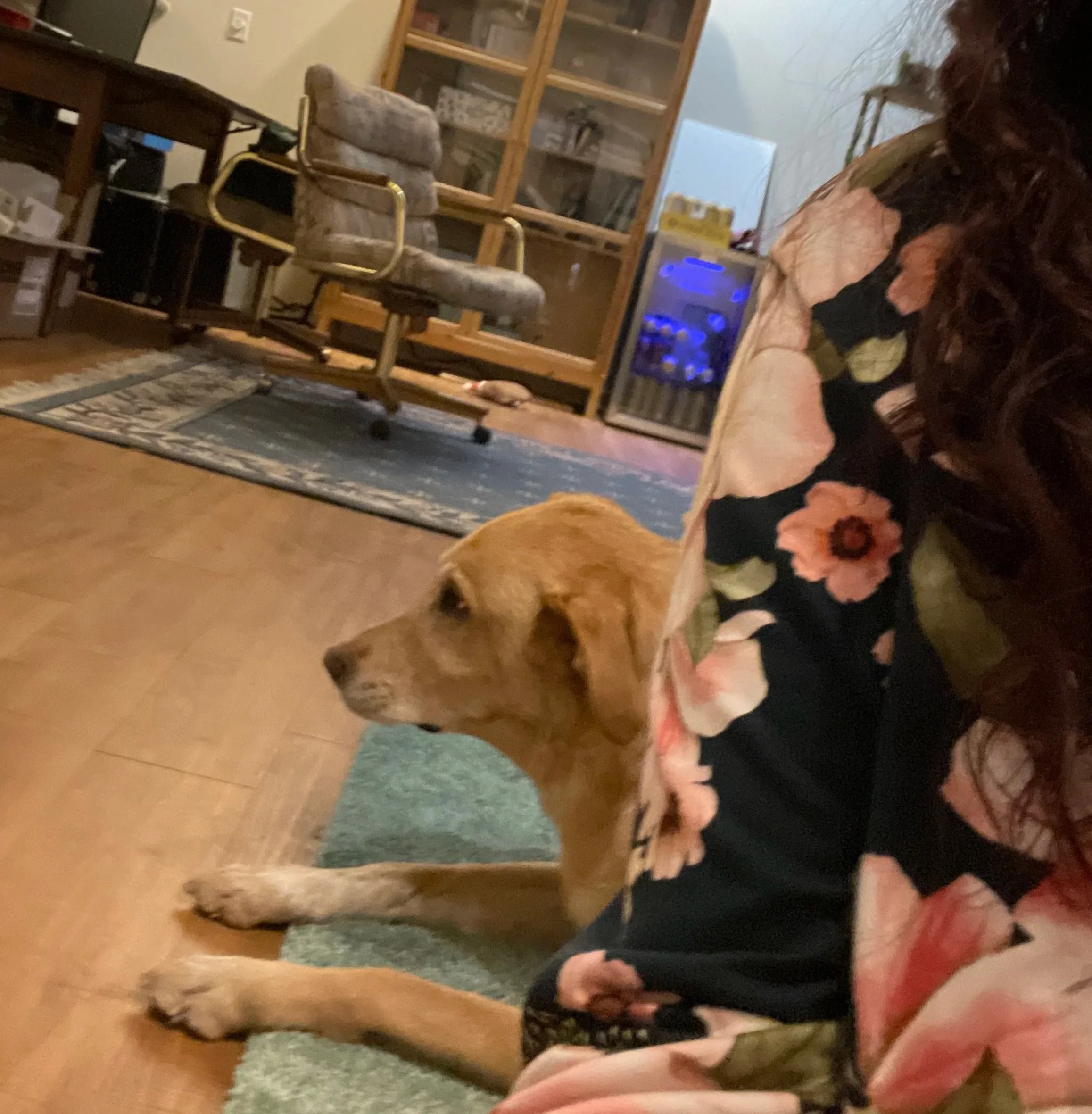 yellow lab, Arty, laying behind Tiffany on rug