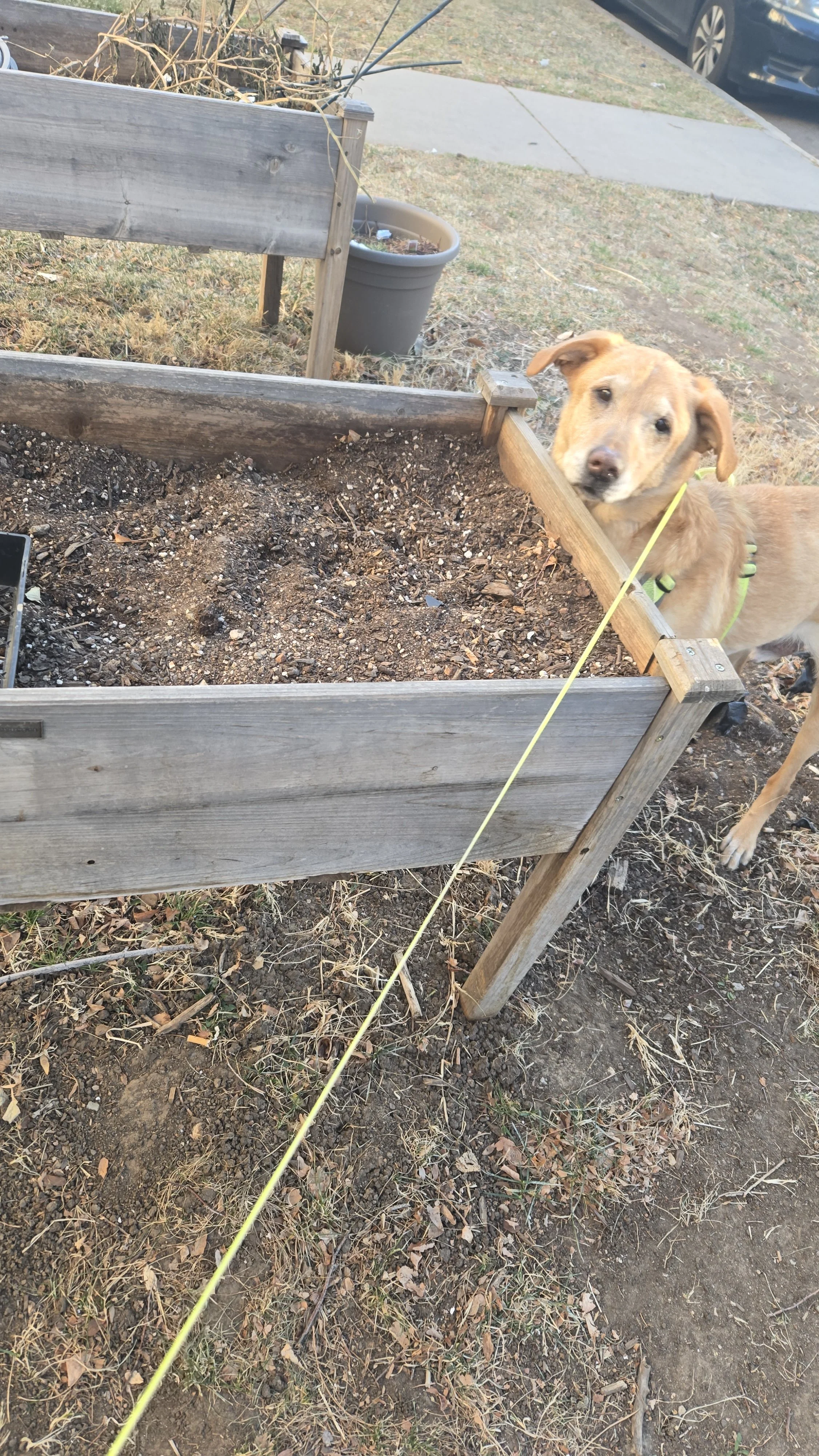 yellow lab looking in above ground planter box