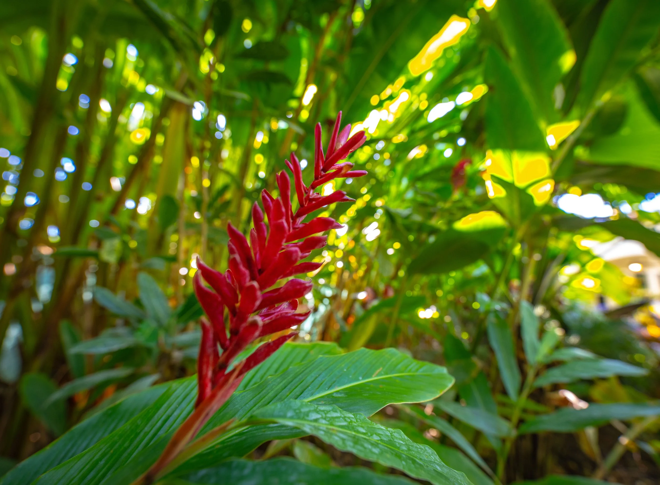 Close-up of a red ginger flower with green leaves and blurred sunlight in the background.