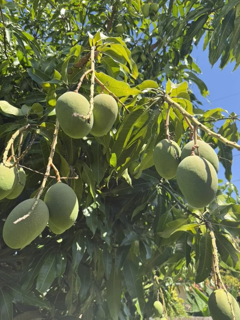 Miami Mango Season 2026: Buy a Home That Gives You a Taste of the Culture