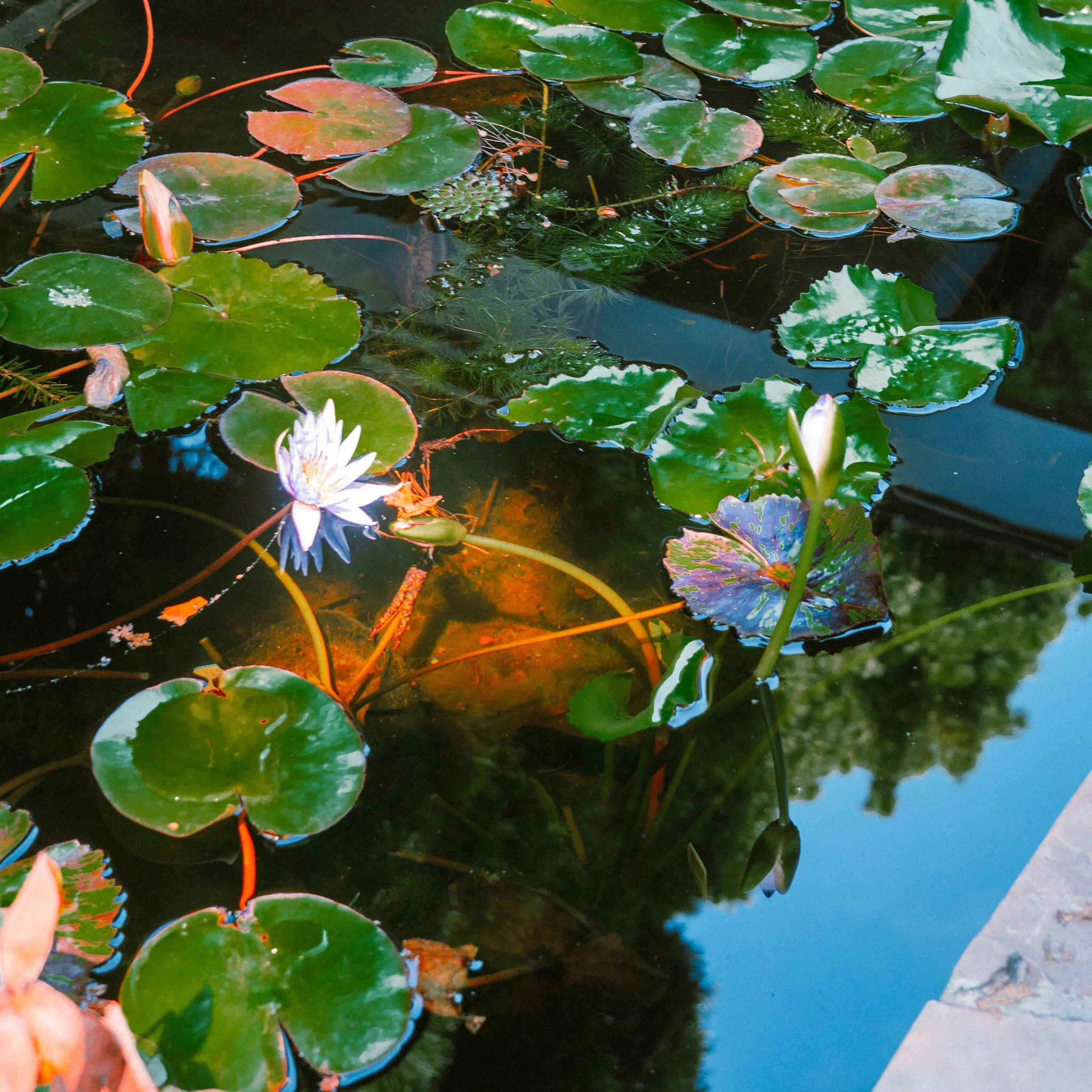 samichoophotos (1 of 1)-10.jpg