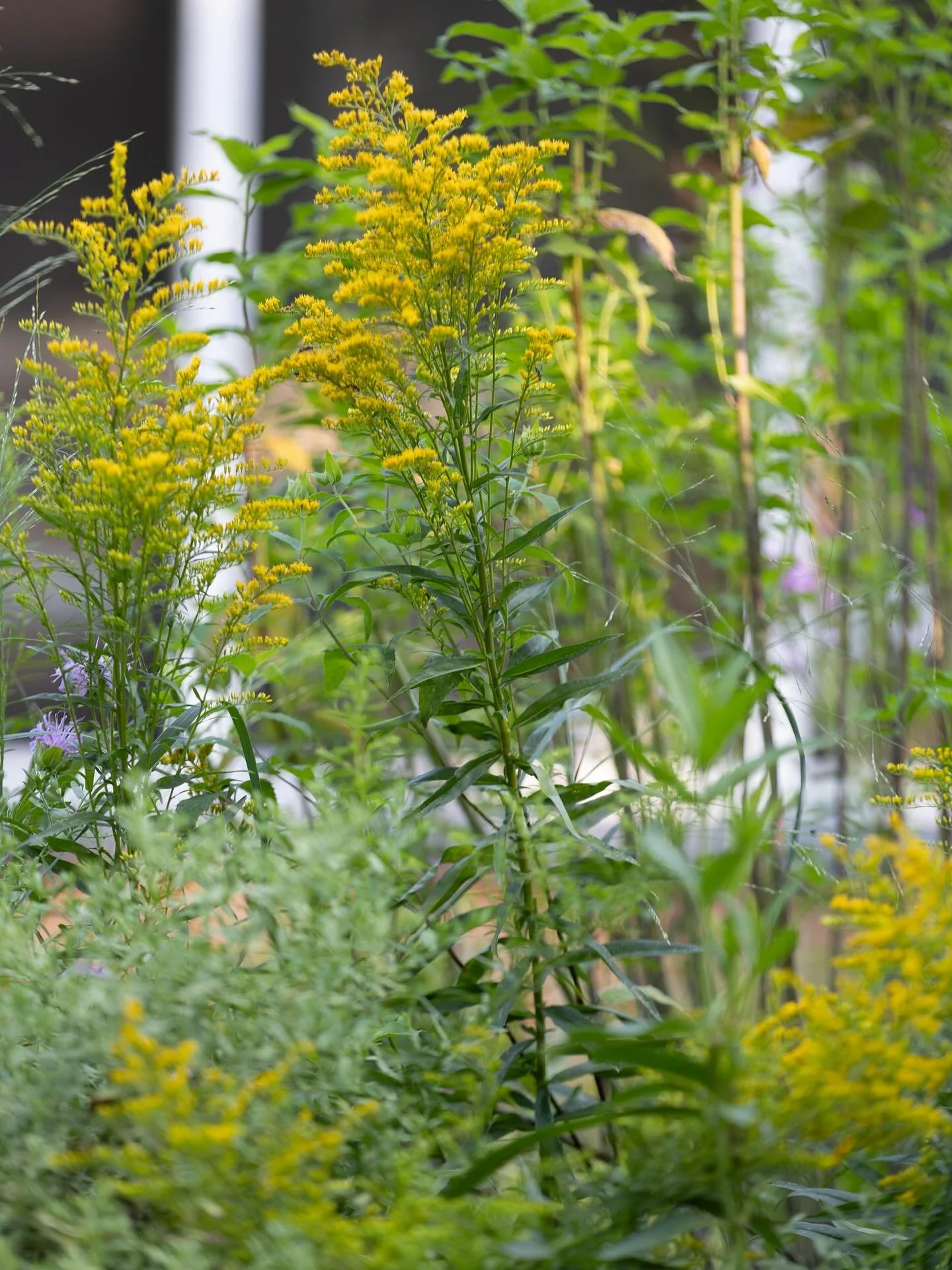 Super Star Natives [a series]
Meet our fourth heat-defying garden gem:&nbsp; Goldenrod (Soligado) &mdash; a wild and wonderful burst of color that pollinators can&rsquo;t resist! 🐝🦋

First&mdash;let&rsquo;s get the facts straight: goldenrod is NOT 
