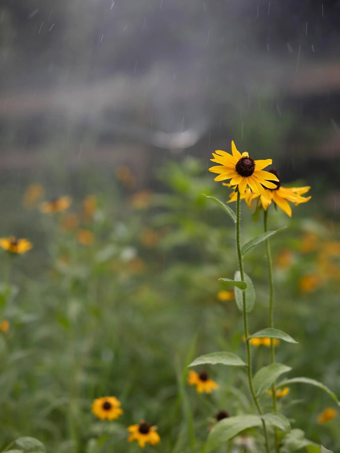 Super Star Natives [a series]
Meet our next sunshine-loving showstopper: Black-eyed Susan (Rudbeckia hirta) &mdash; a bright burst of golden-yellow petals that light up any sunny garden spot! 🌻✨

These cheerful blooms don&rsquo;t just turn heads&mda