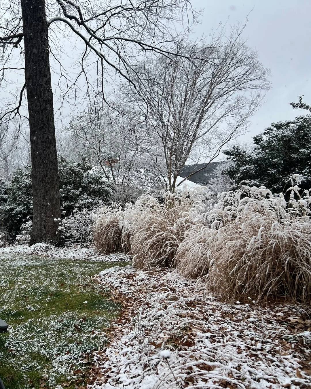 BIG Snow, BIG Magic!
Swipe for garden guidance❄️❄️🧊

Hello friends, there is nothing more beautiful and quiet than a winter snowfall.&nbsp; This weekend, Big Snow is on the horizon for Virginia in the next few days.&nbsp; In the flurry of grabbing s
