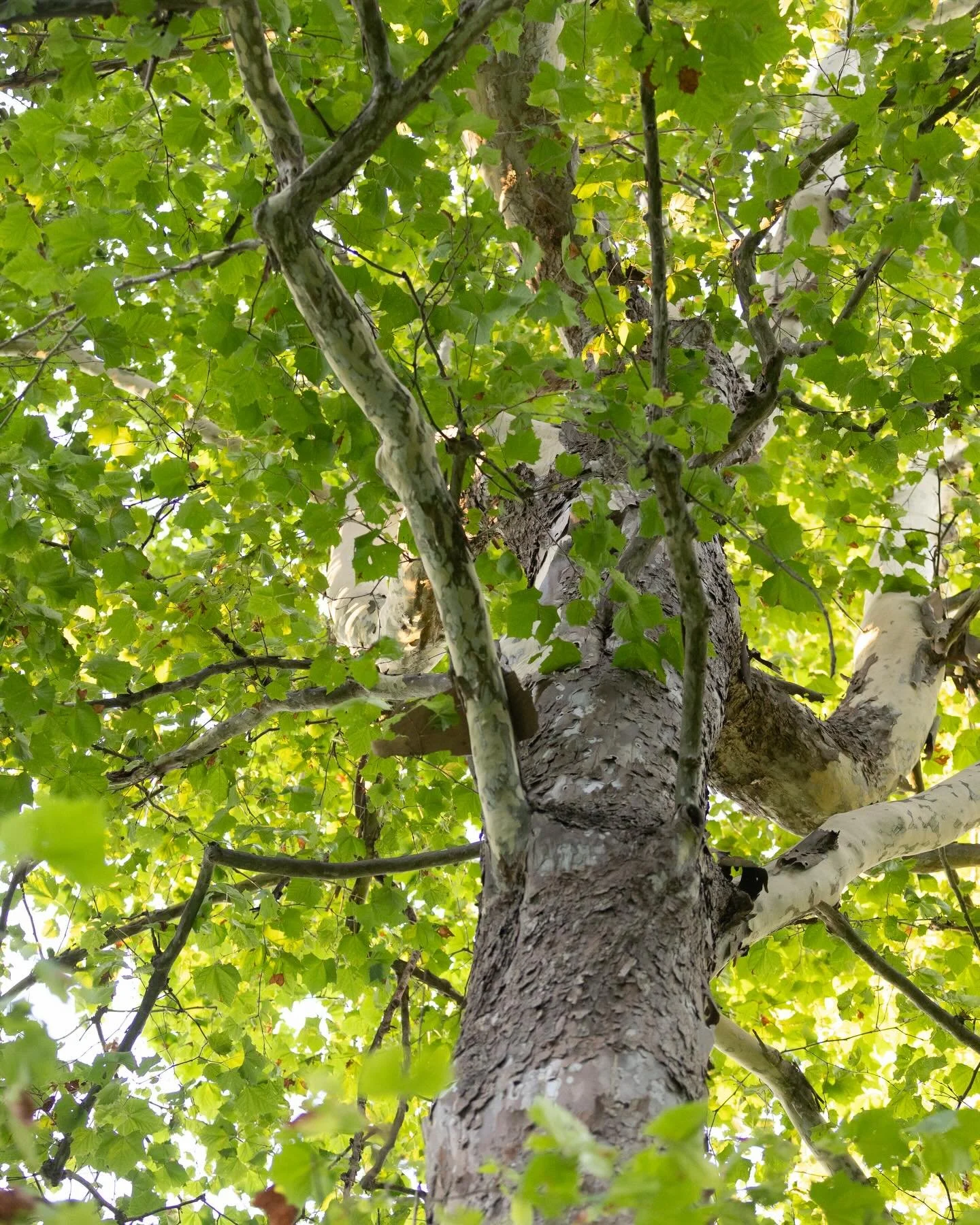 Dreaming of Spring?  Think of giving your yard a Nature Makeover...and Discover the Joy of bringing Biodiversity to your Backyard.

Last month we heard from Richmonder Murray Fisher about his rewinding experience in his upstate New York Home.  @capit