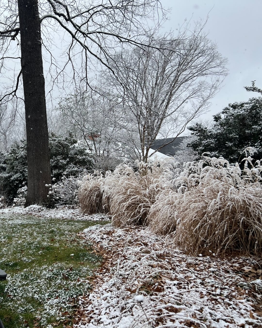 BIG Snow, BIG Magic!
Swipe for garden guidance❄️❄️🧊

Hello friends, there is nothing more beautiful and quiet than a winter snowfall.&nbsp; This weekend, Big Snow is on the horizon for Virginia in the next few days.&nbsp; In the flurry of grabbing s