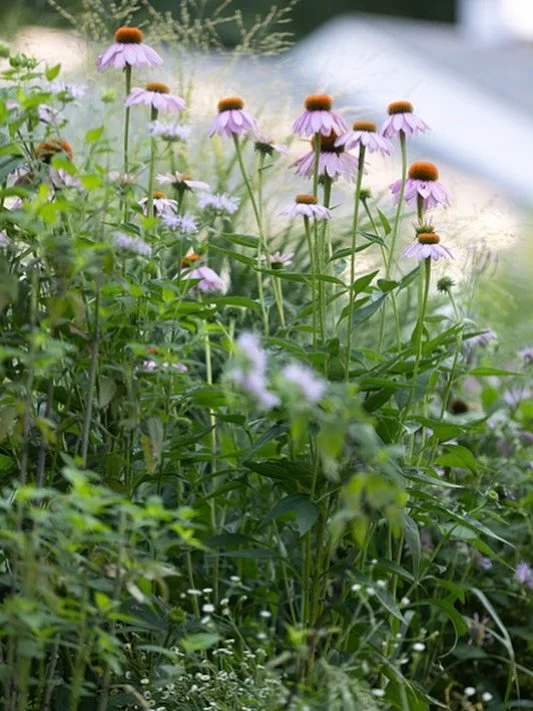 Happy Earth Day! 🌎🌳

I am so happy to celebrate our local ecosystem by inviting you to celebrate in your home garden and in your community. 

A gift for you!! You are invited to subscribe to my newsletter TODAY🌱
I will be sharing your own Easy to 