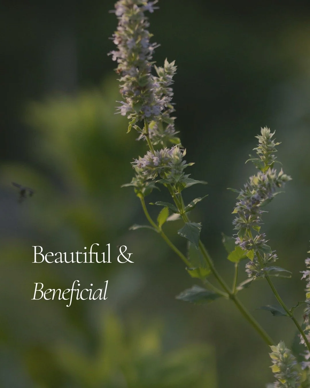 EARTH DAY 2026 IS HERE

Beautiful and Beneficial, because the best landscapes are not just something you look at. They are something you live in, season after season.

Want a starting point for a landscape that&rsquo;s both beautiful and beneficial?
