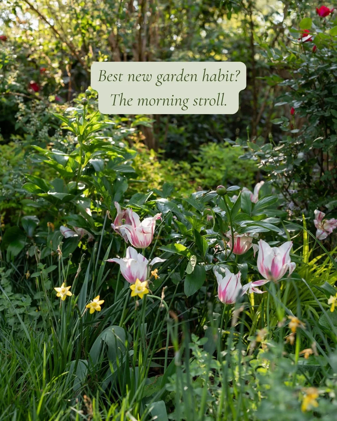 My Garden Guidance I shared in my recent newsletter started with this. May your garden take care of you 🌱💕

📸 @mcsweeney_photo