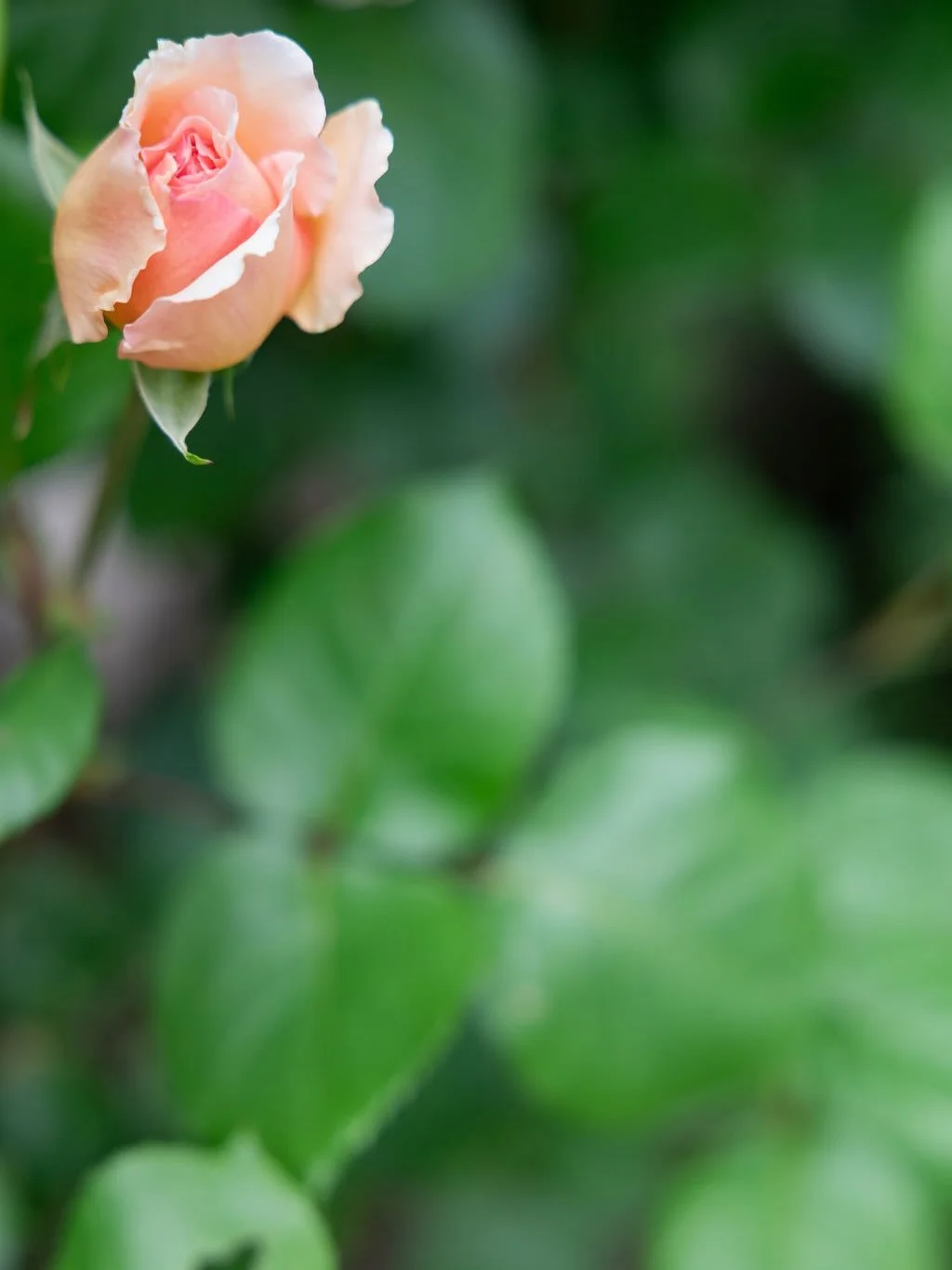 Sending all the Mothers and Mother figures&hellip;garden flowers from my clients garden&rsquo;s to yours💕

Interested in having flowers of your own to cut next year? Let&rsquo;s chat!
📸 @mcsweeney_photo