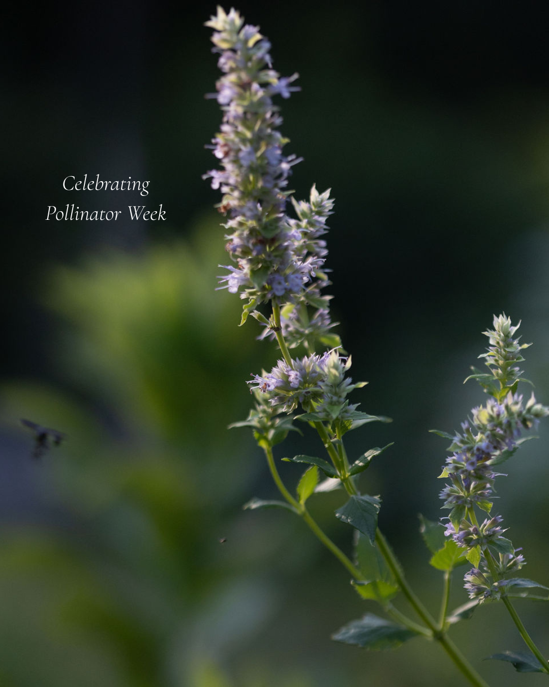 Celebrate Pollinator Week! June 22-27, 2026