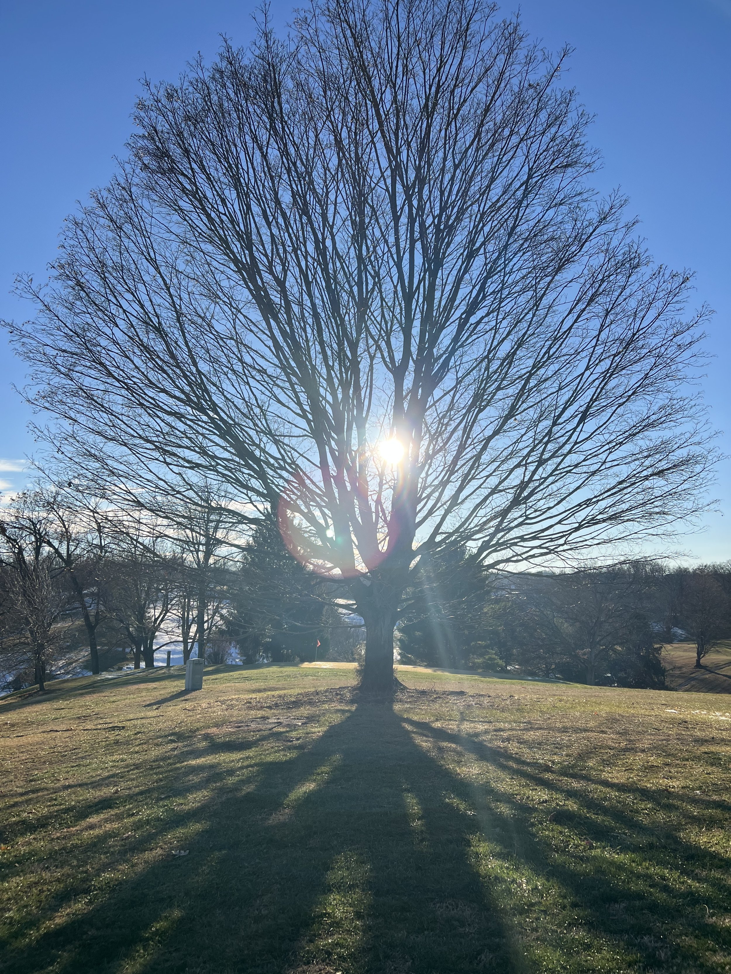 A Winter Garden Meditation&nbsp;