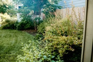 Rider Crape Myrtle bed.jpeg