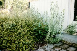 Rider planting closeup.jpeg